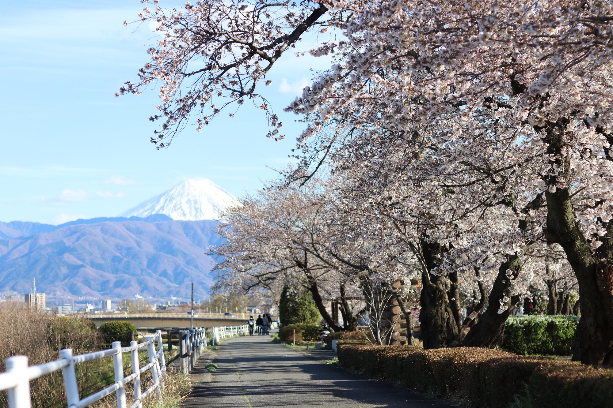 上条河原（荒川河川公園）の桜1