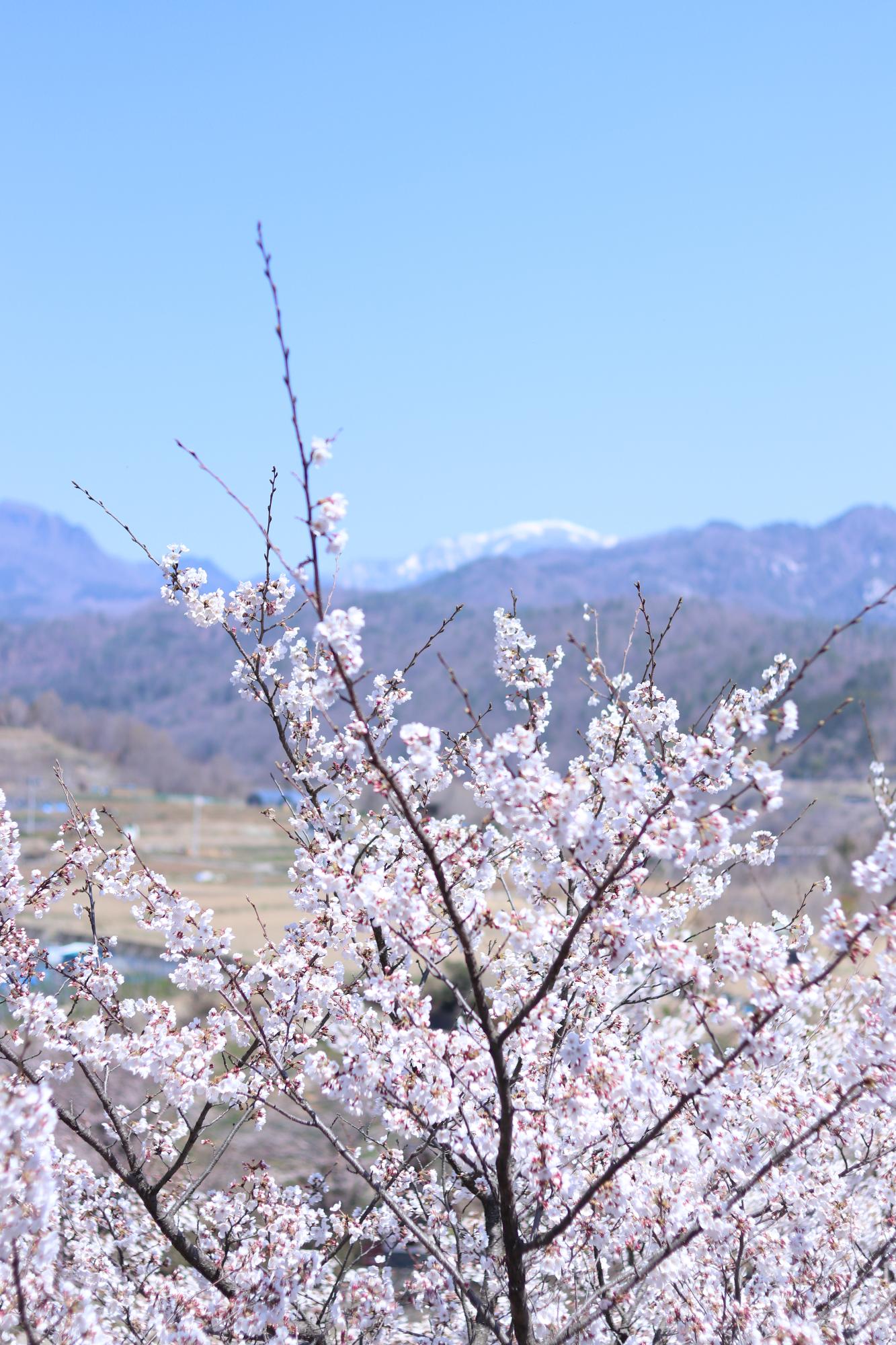 敷島総合運動公園の桜3