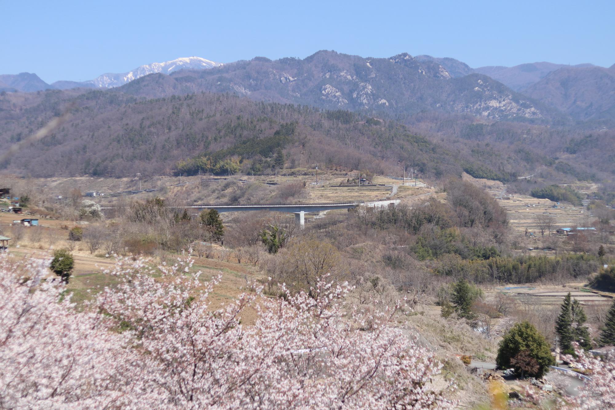 敷島総合運動公園の桜1