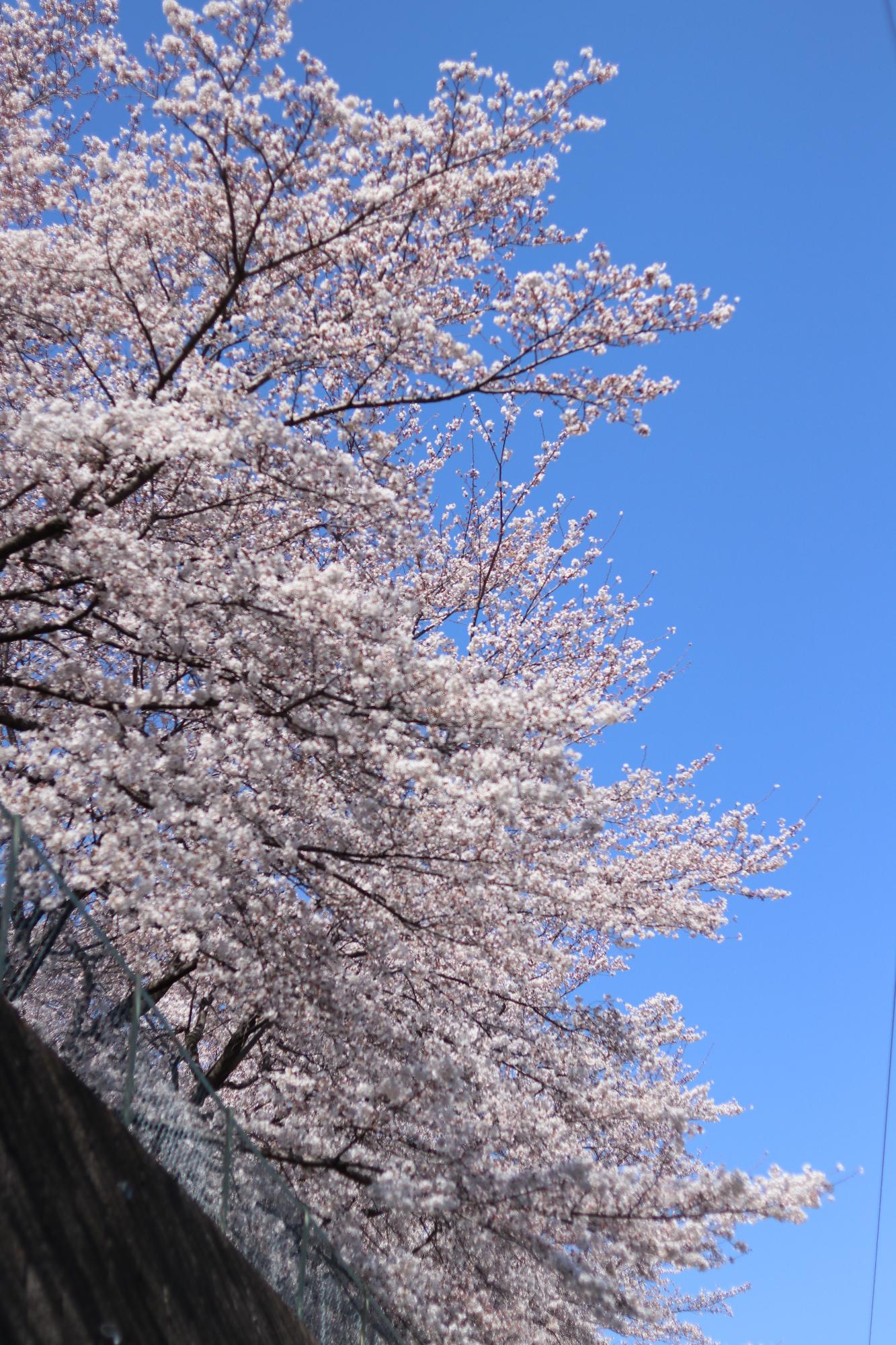 敷島総合運動公園の桜4