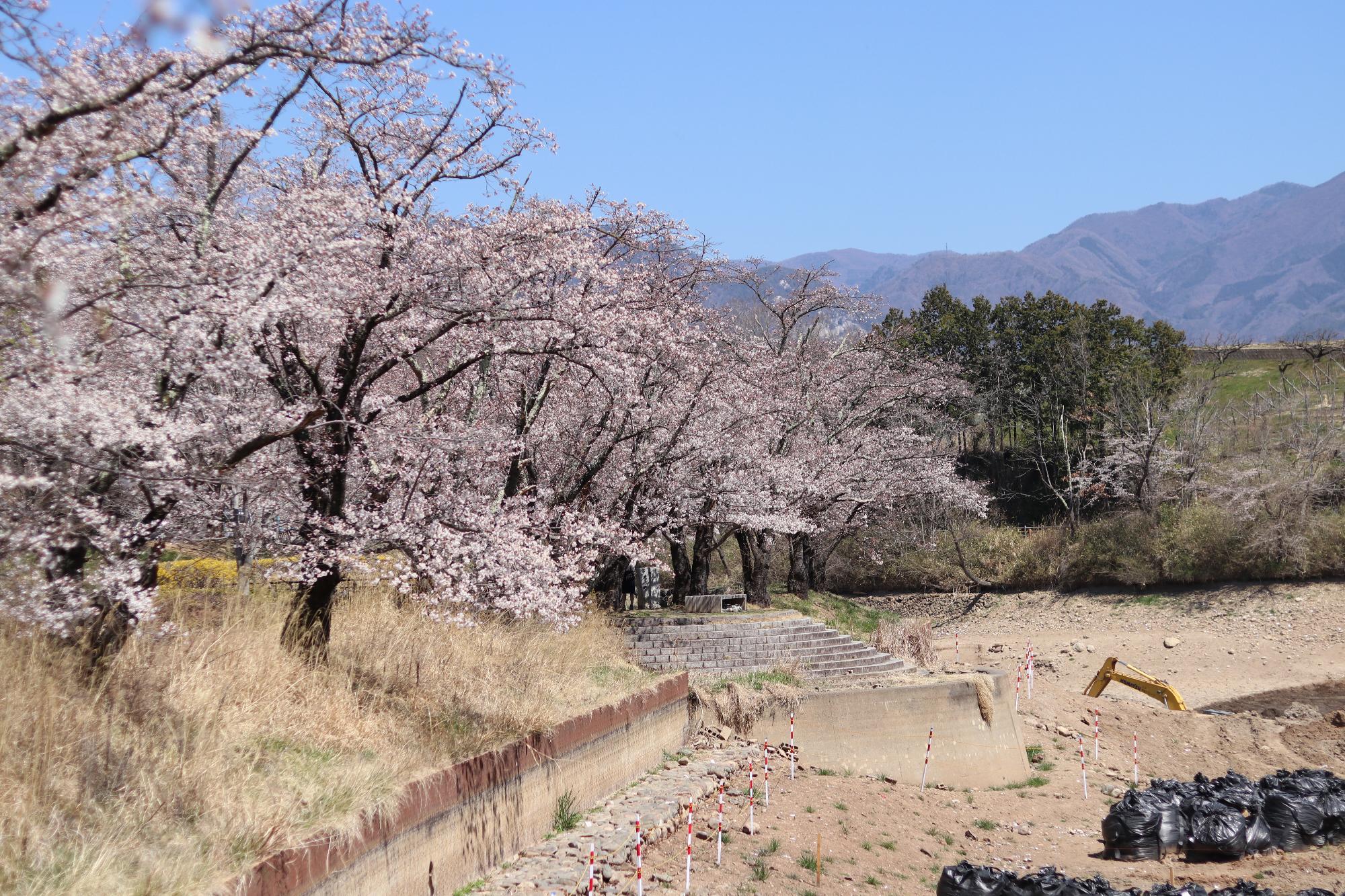 矢木羽湖の桜2