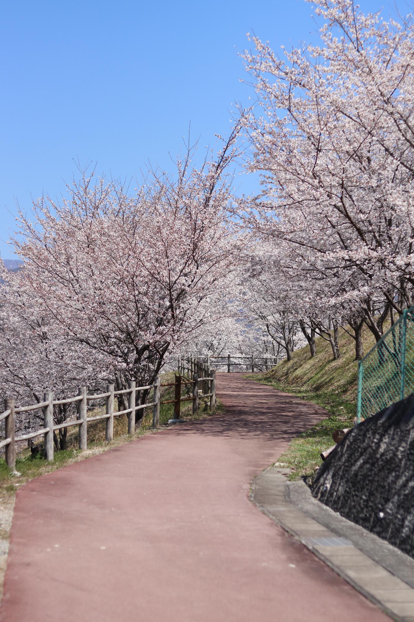 敷島総合運動公園の桜5