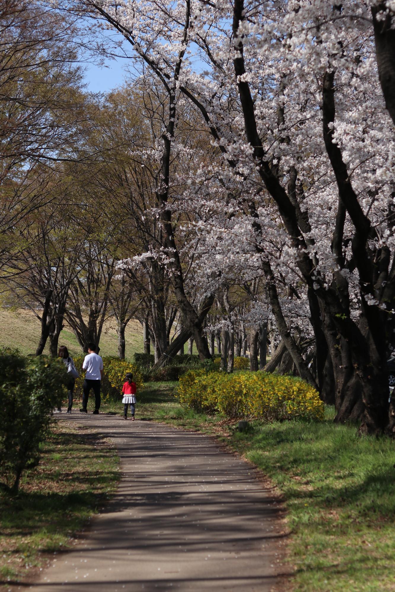 信玄堤公園（実元橋付近）2019.4.4-2