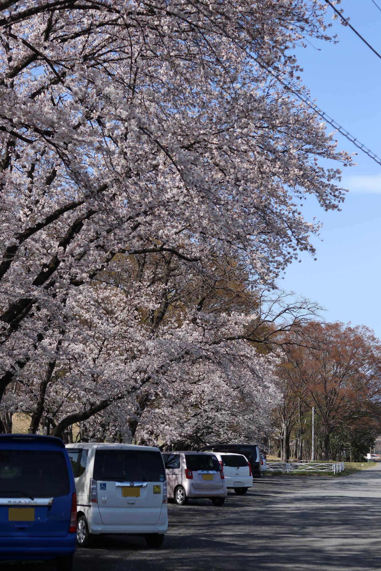 信玄堤公園（実元橋付近）2019.4.4-1