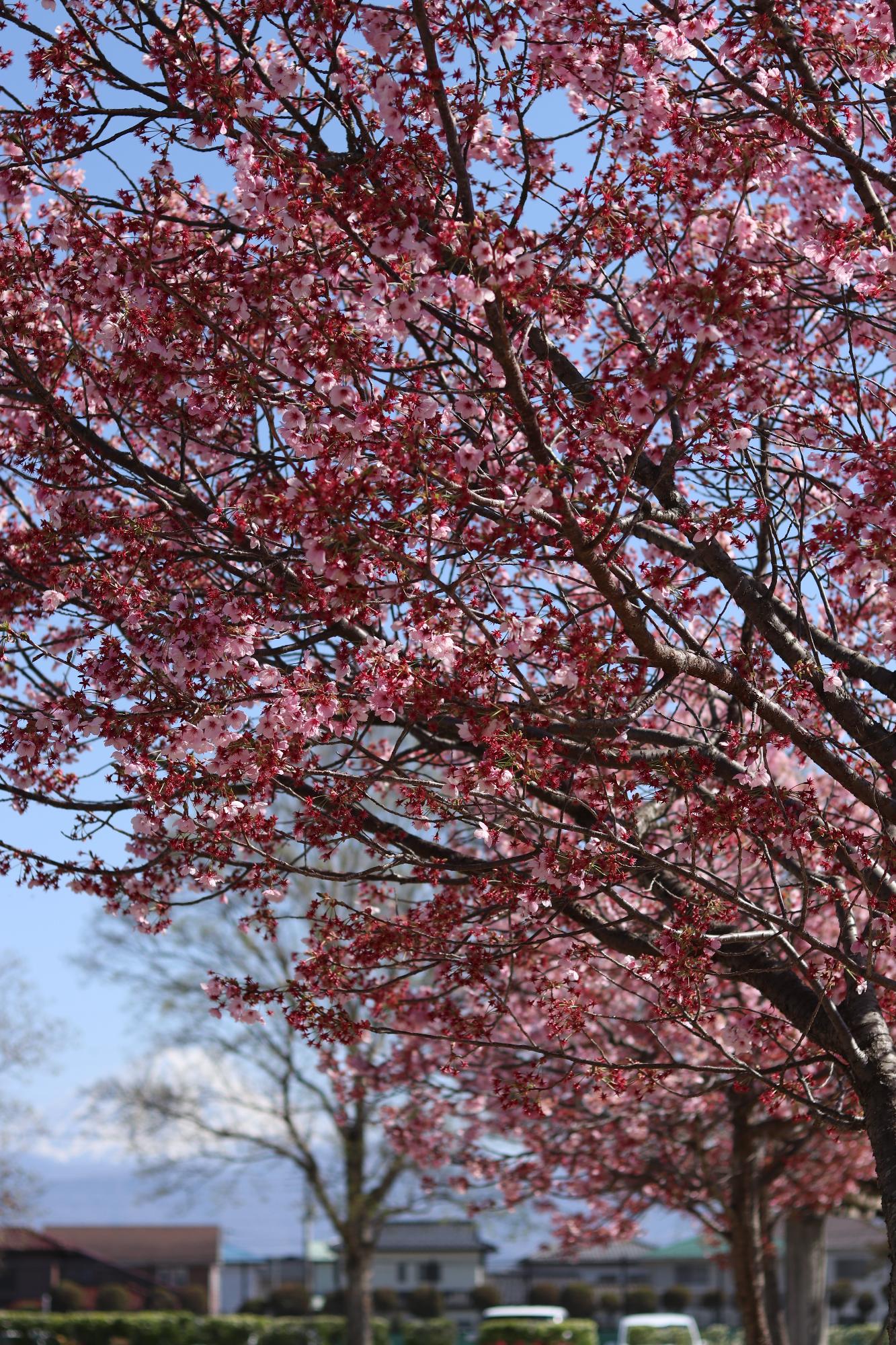 西八幡公園2019.4.5-2