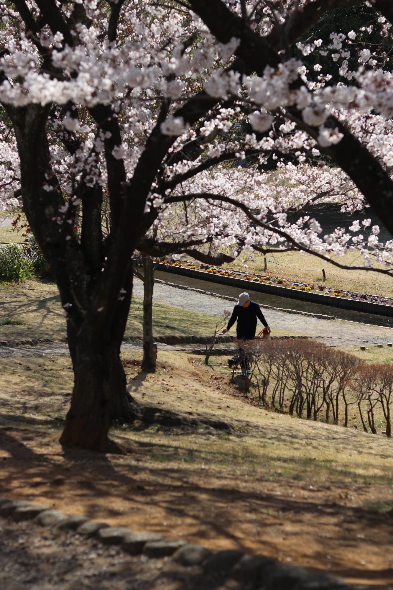 西八幡公園2019.4.5-4