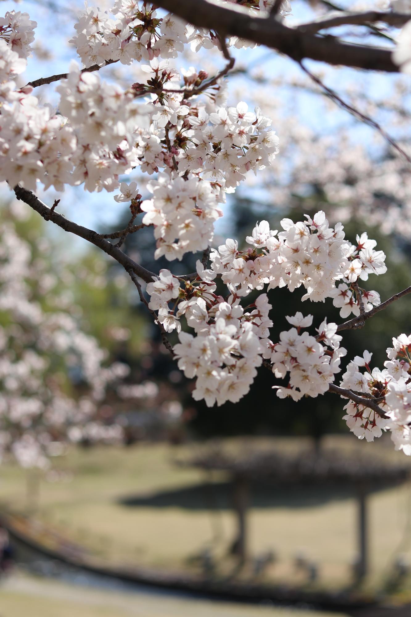 西八幡公園2019.4.5-3