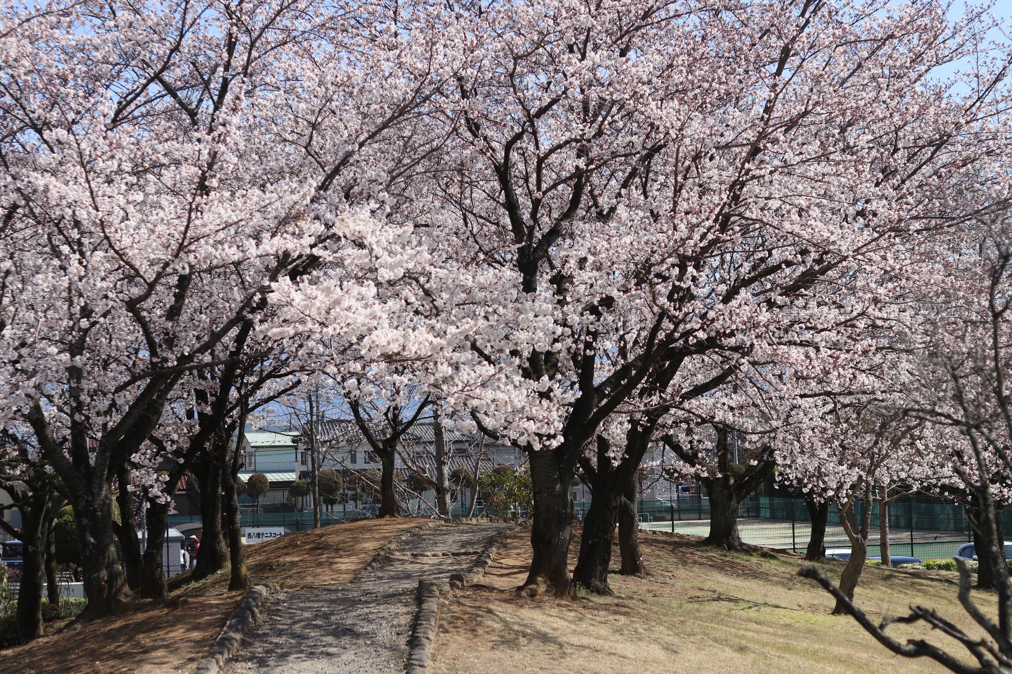 西八幡公園2019.4.5-1