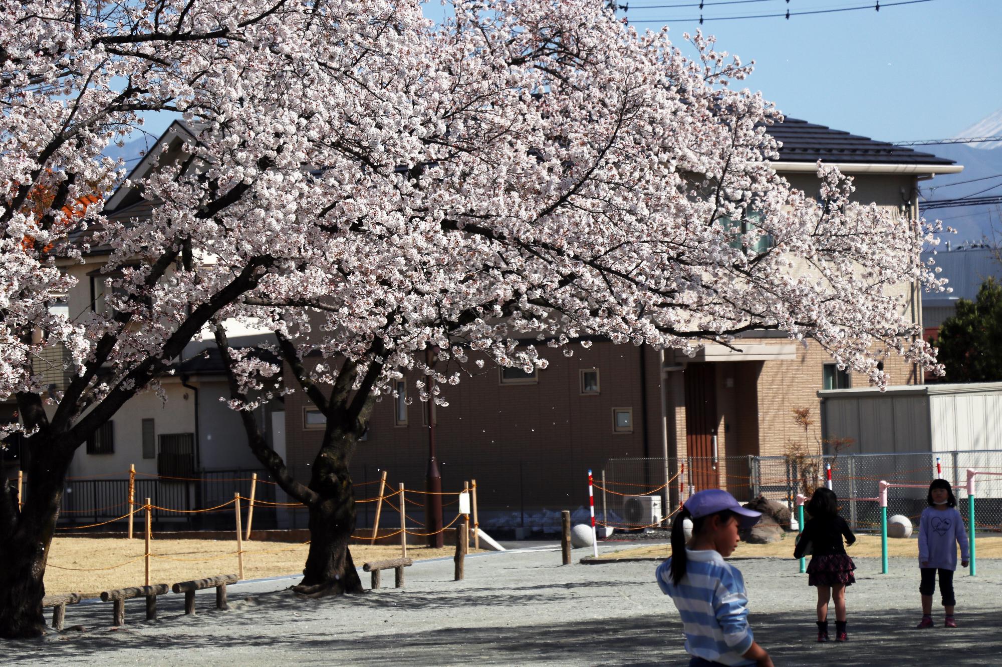 竜王中部公園20190405-1