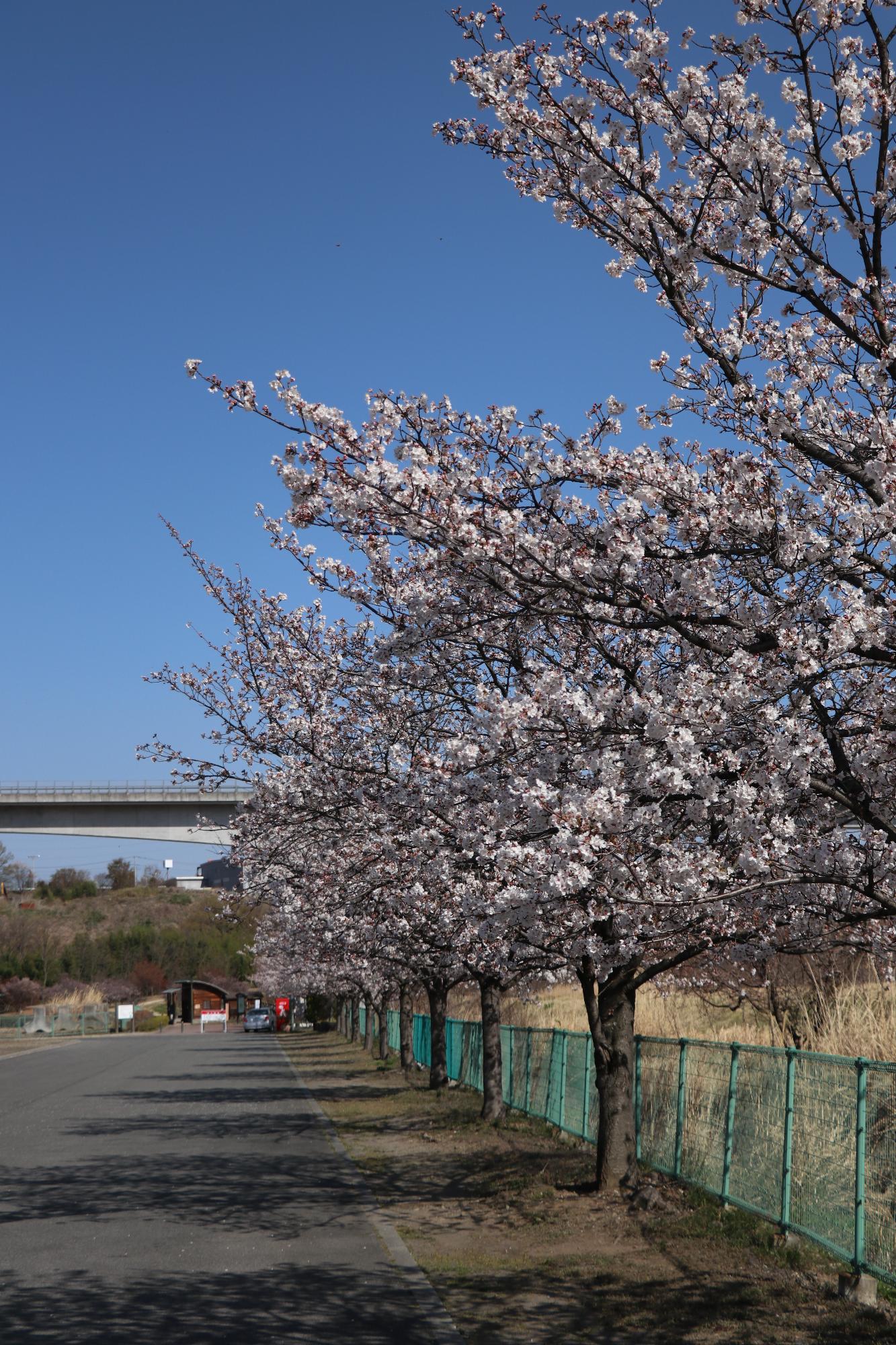 双葉水辺公園20190405-2