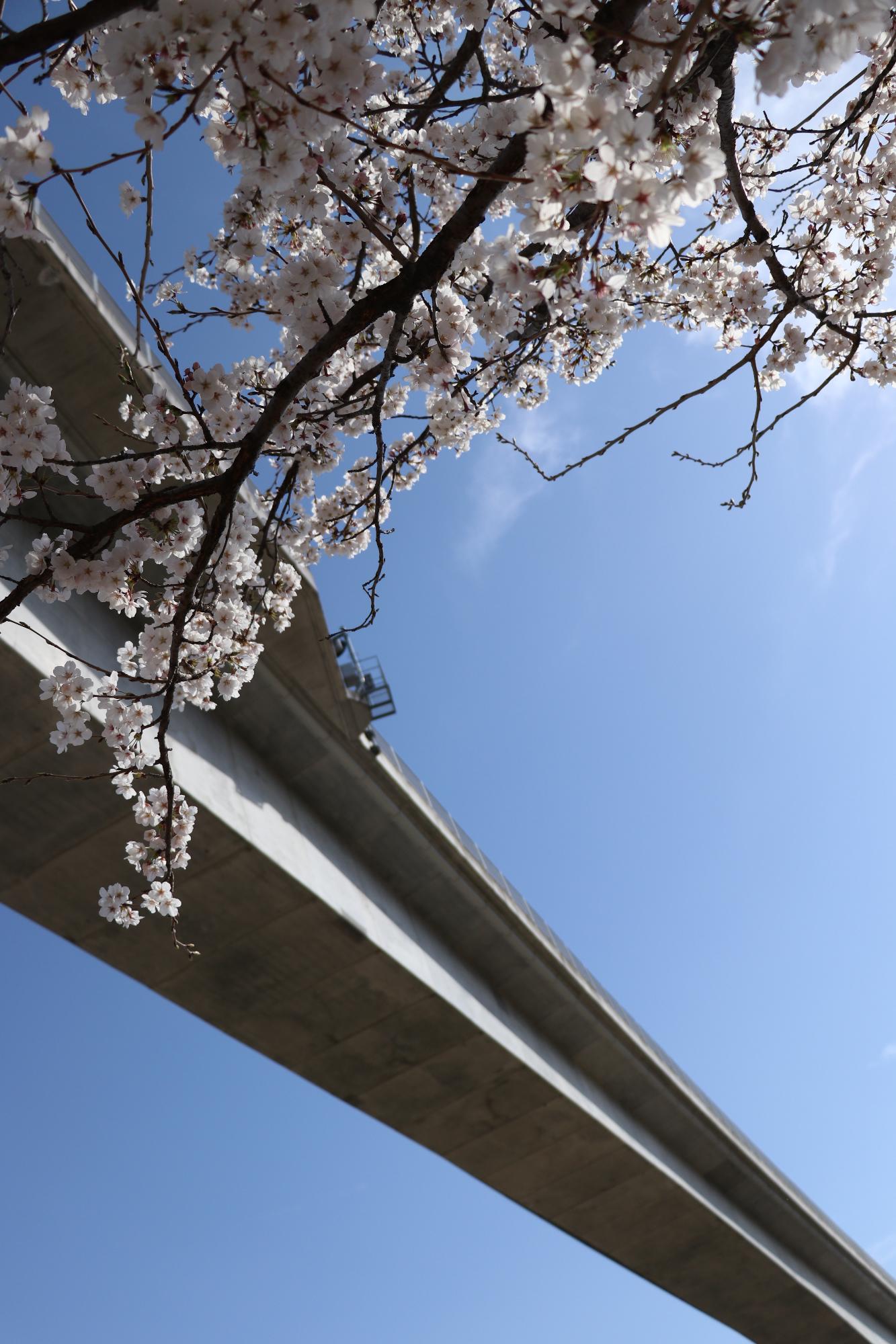 双葉水辺公園20190405-1