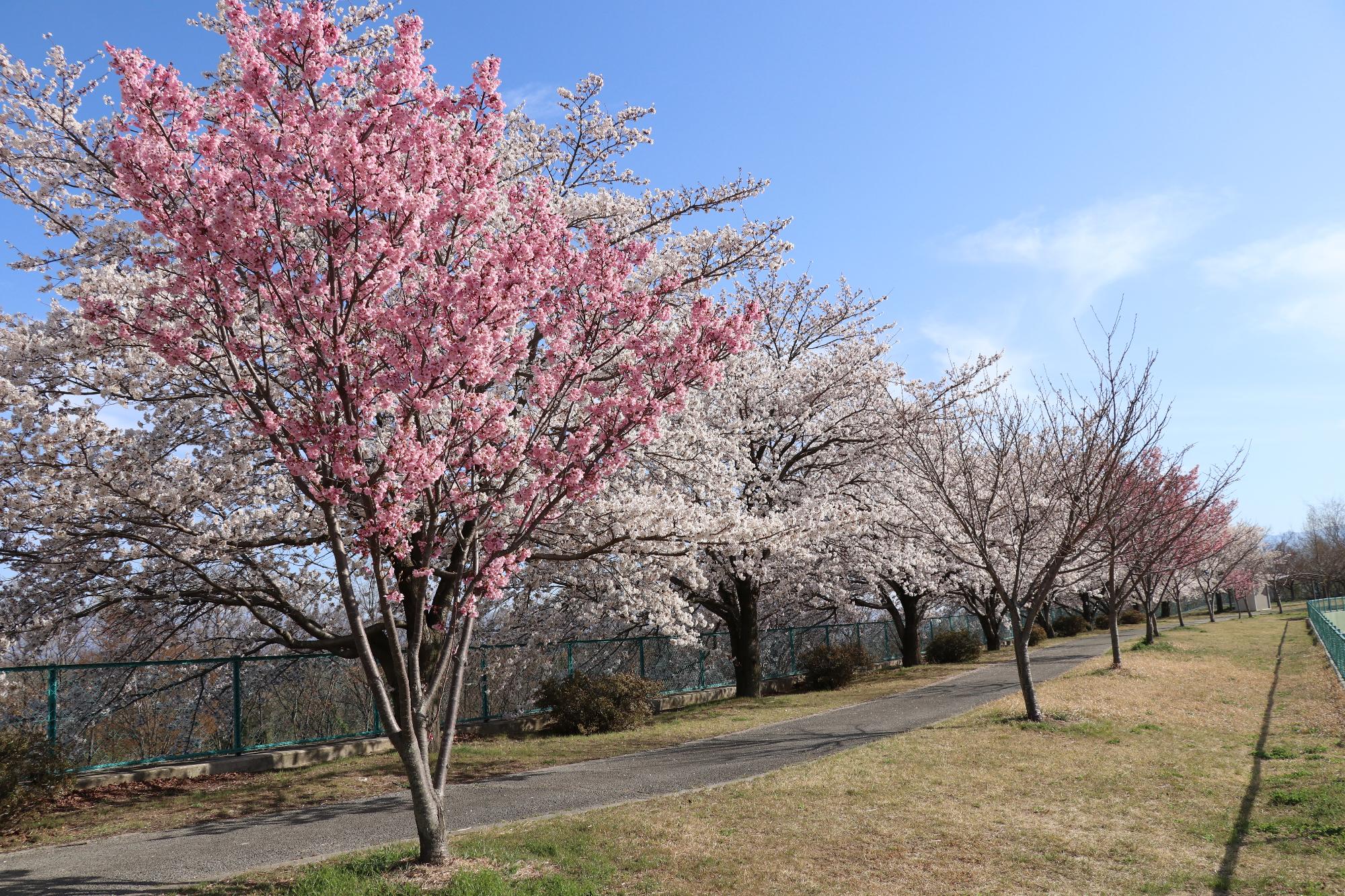 双葉スポーツ公園20190405-2