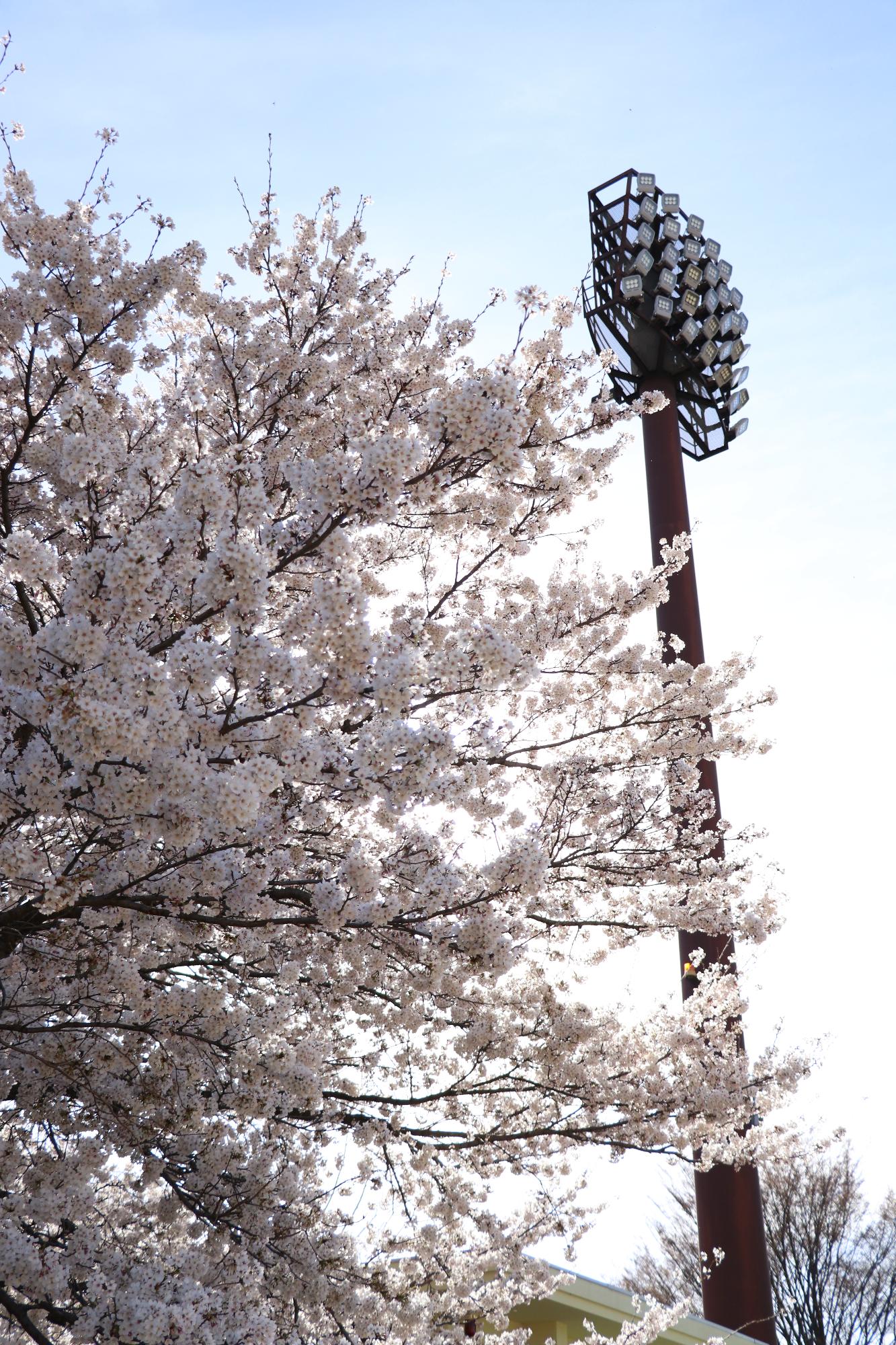 双葉スポーツ公園20190405-5