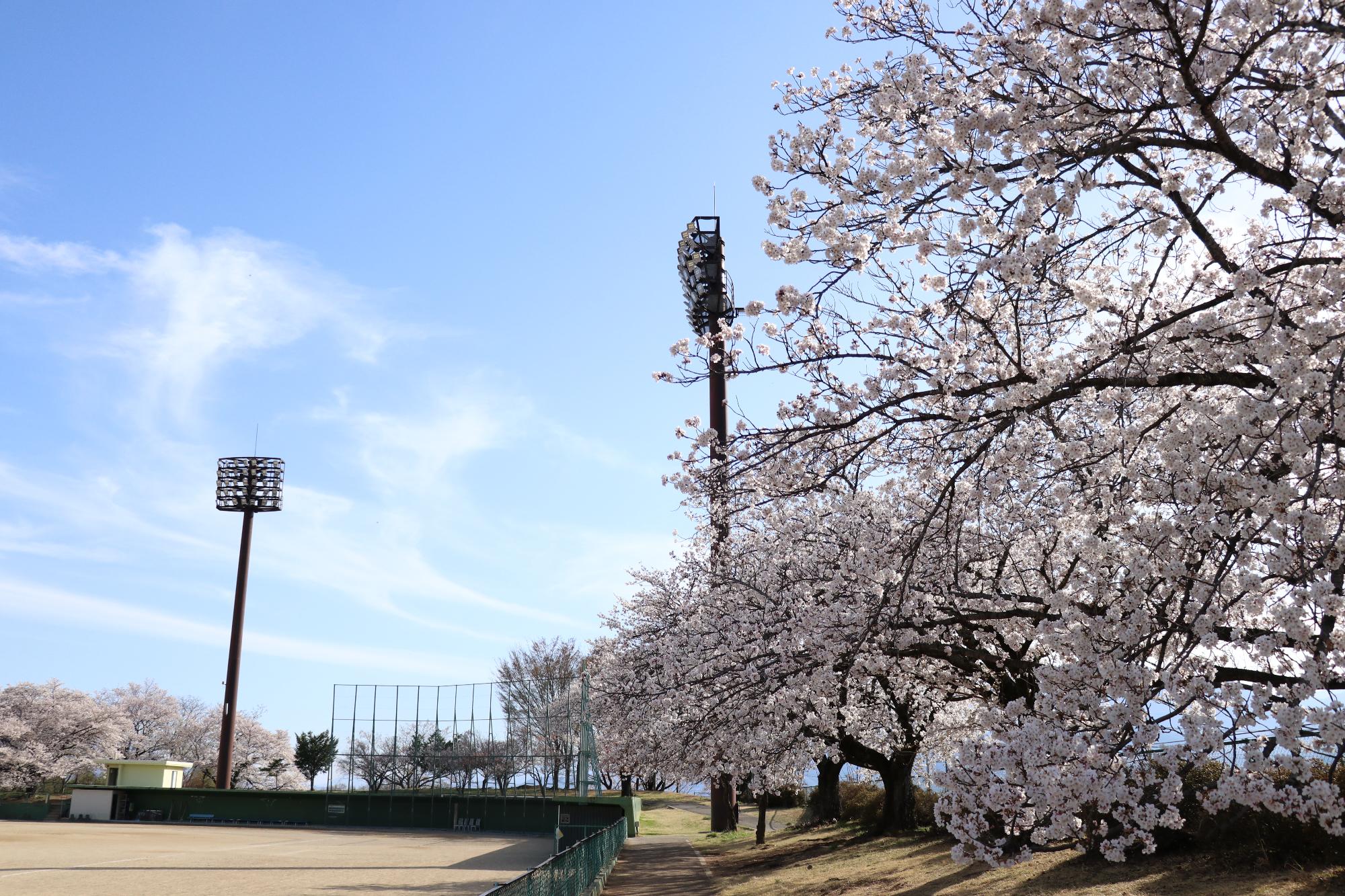 双葉スポーツ公園20190405-6