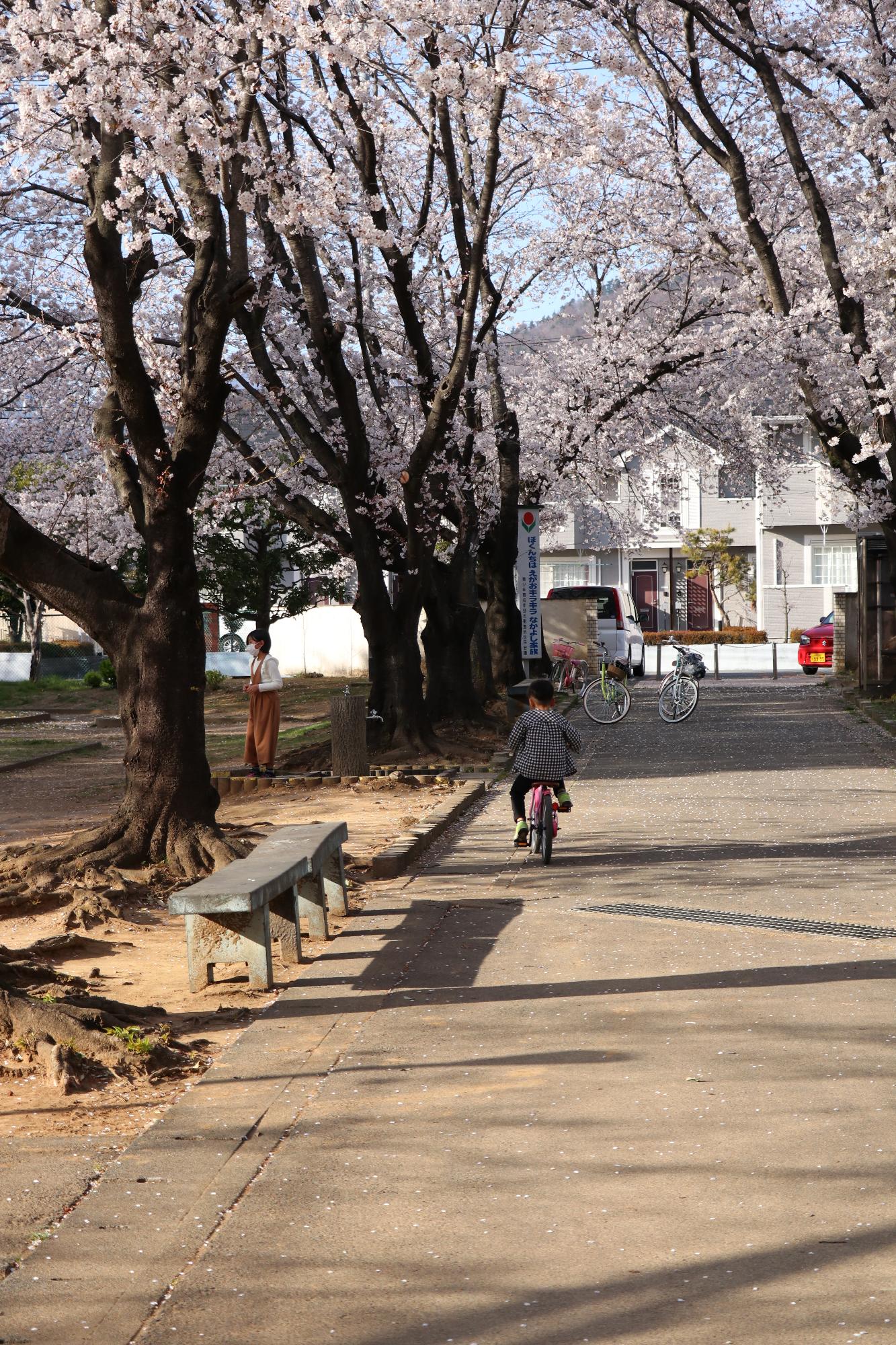 中下条公園20190405-2