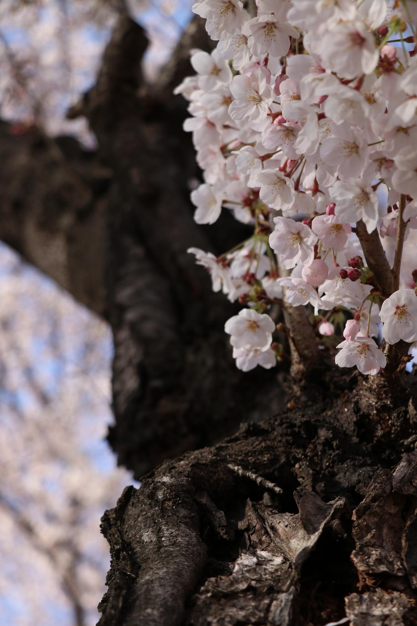 中下条公園20190405-4