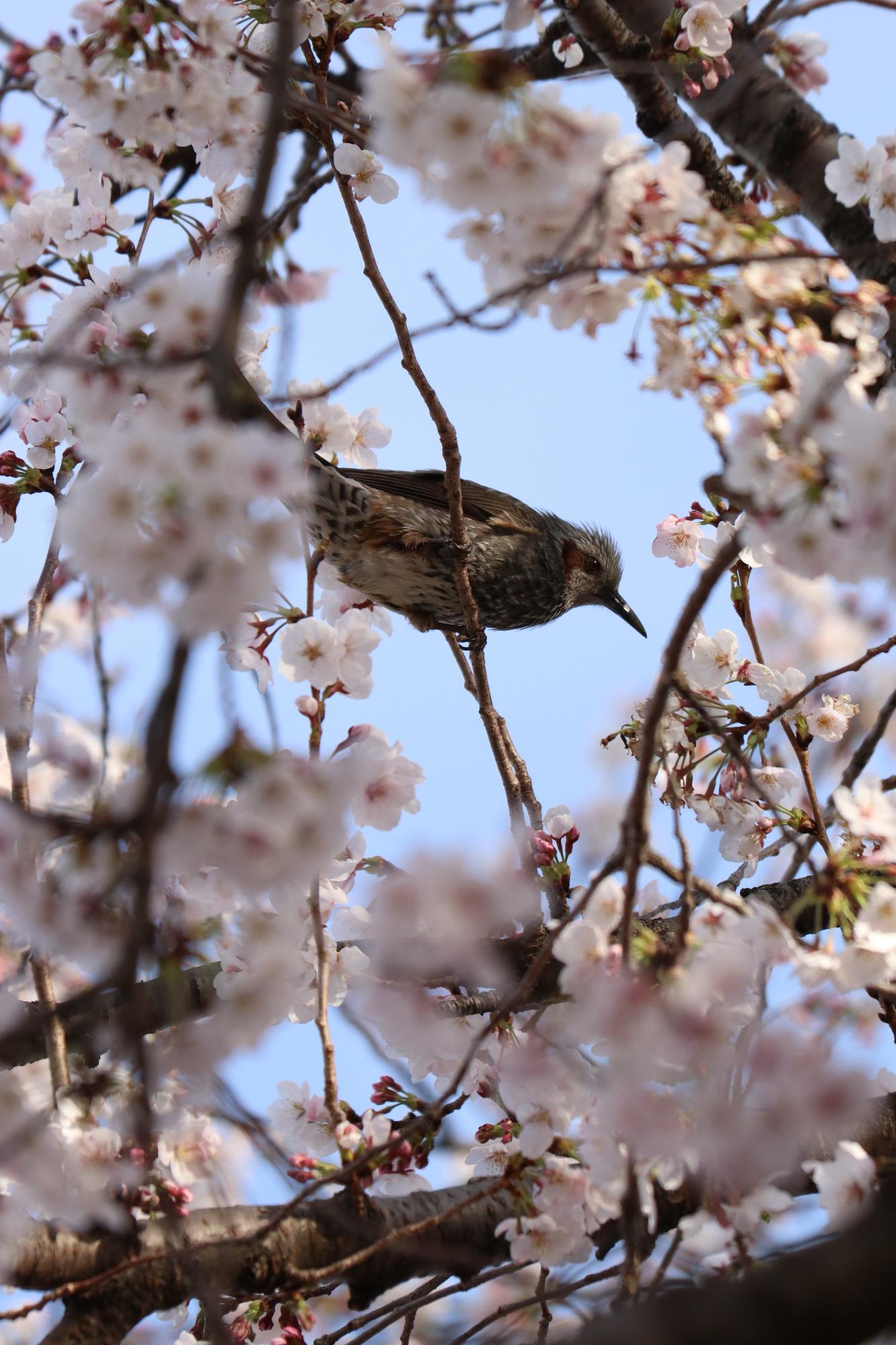 中下条公園20190405-1