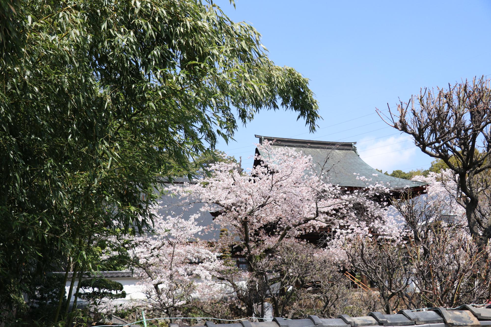 慈照寺の桜