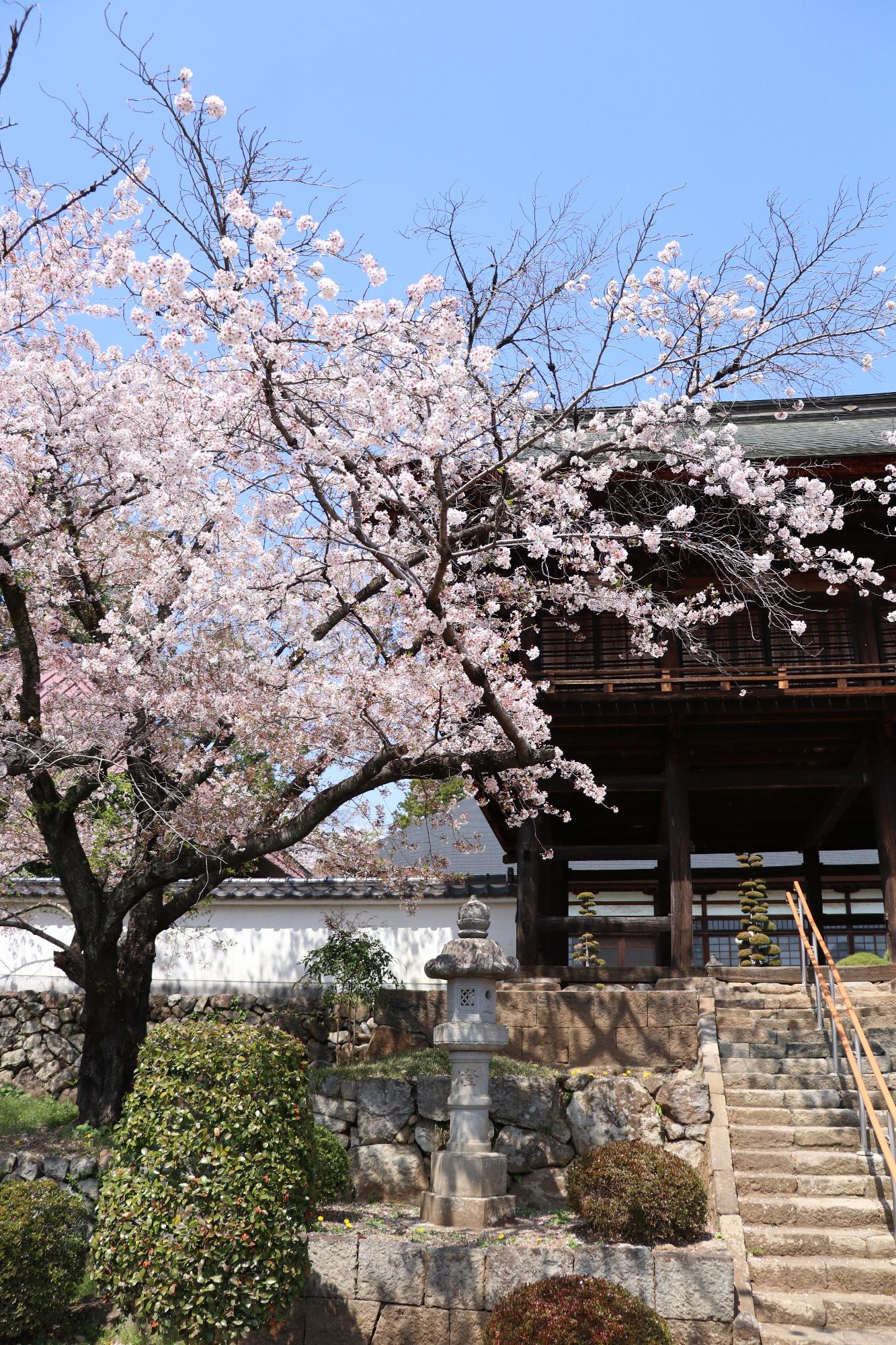 慈照寺の桜