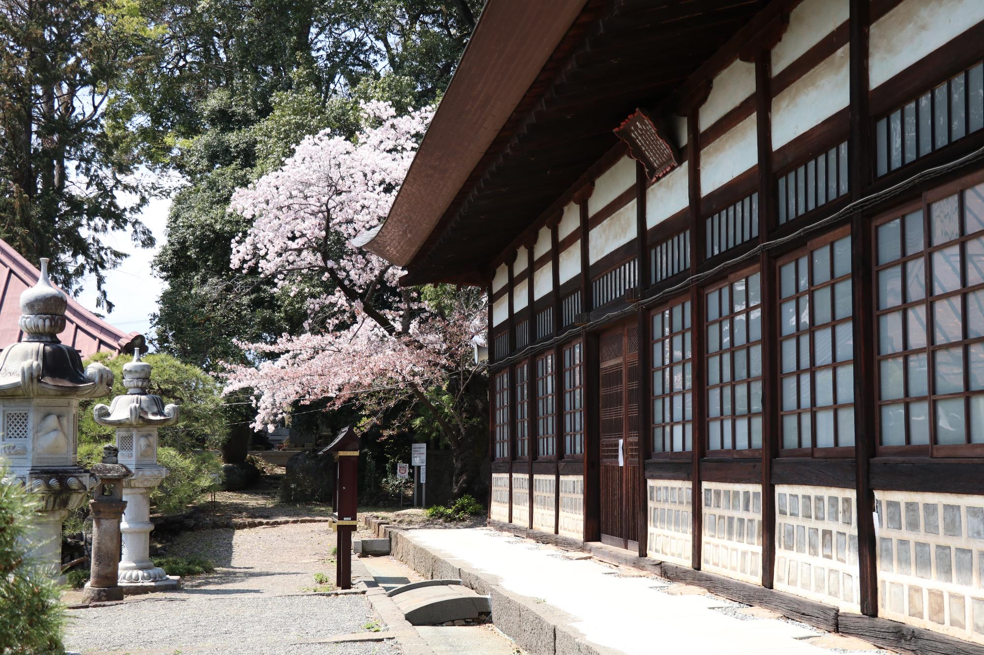 慈照寺の桜