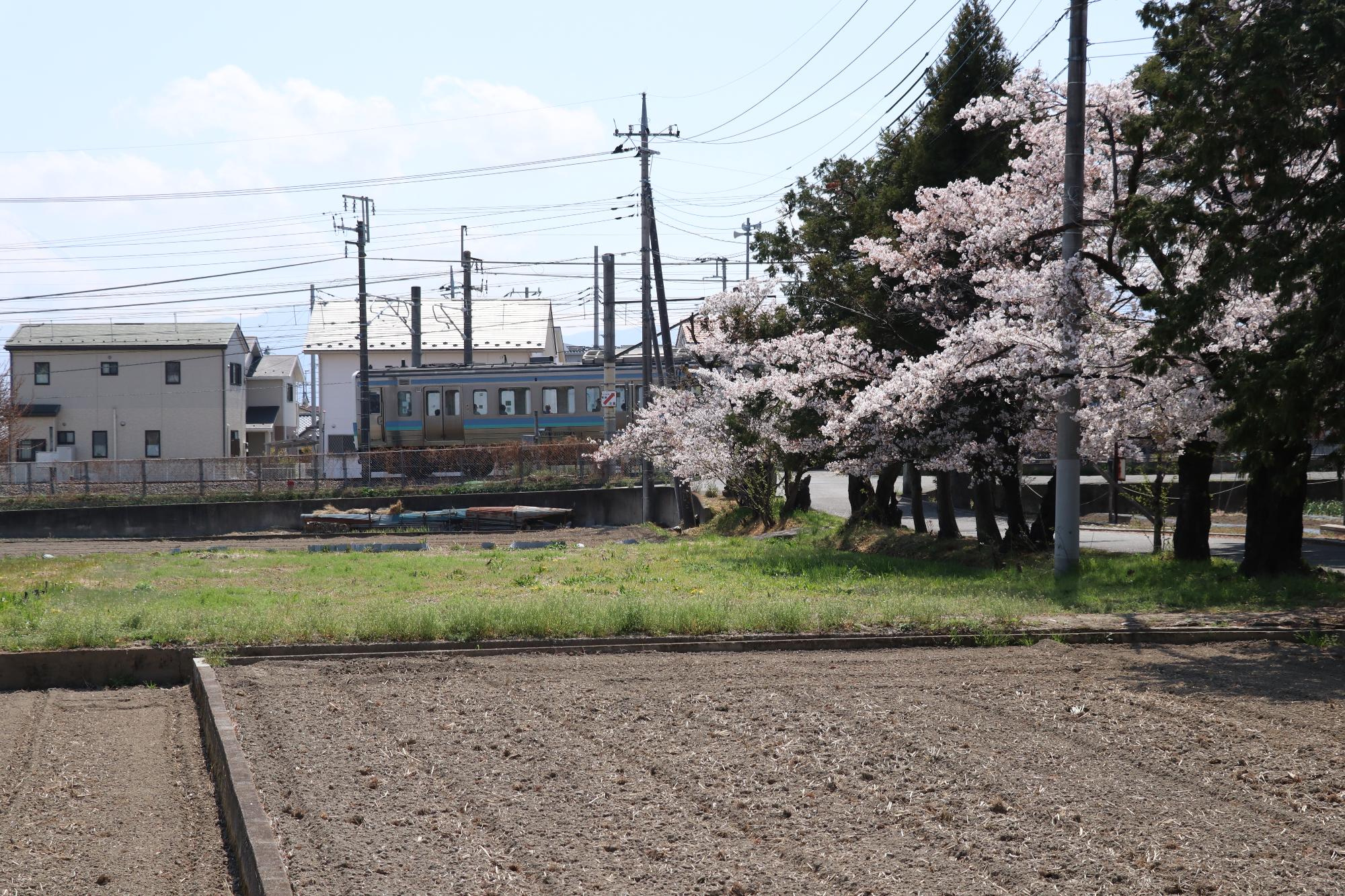 慈照寺の桜