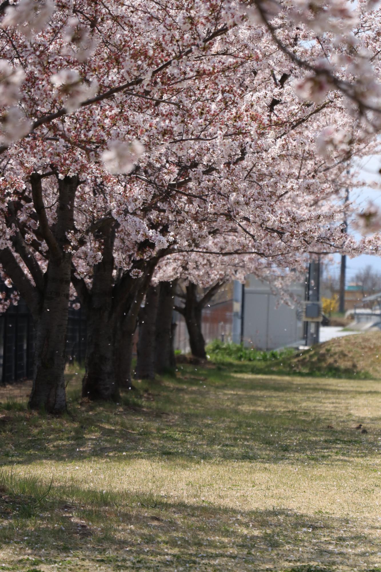 鳥が池芝生公園