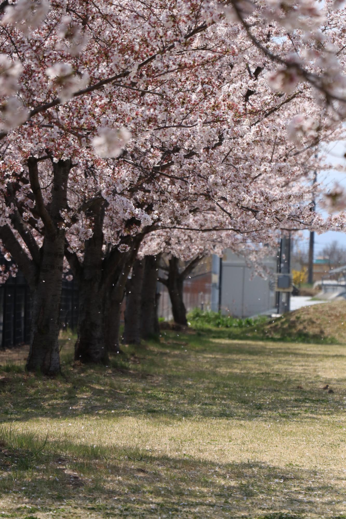 鳥が池芝生公園