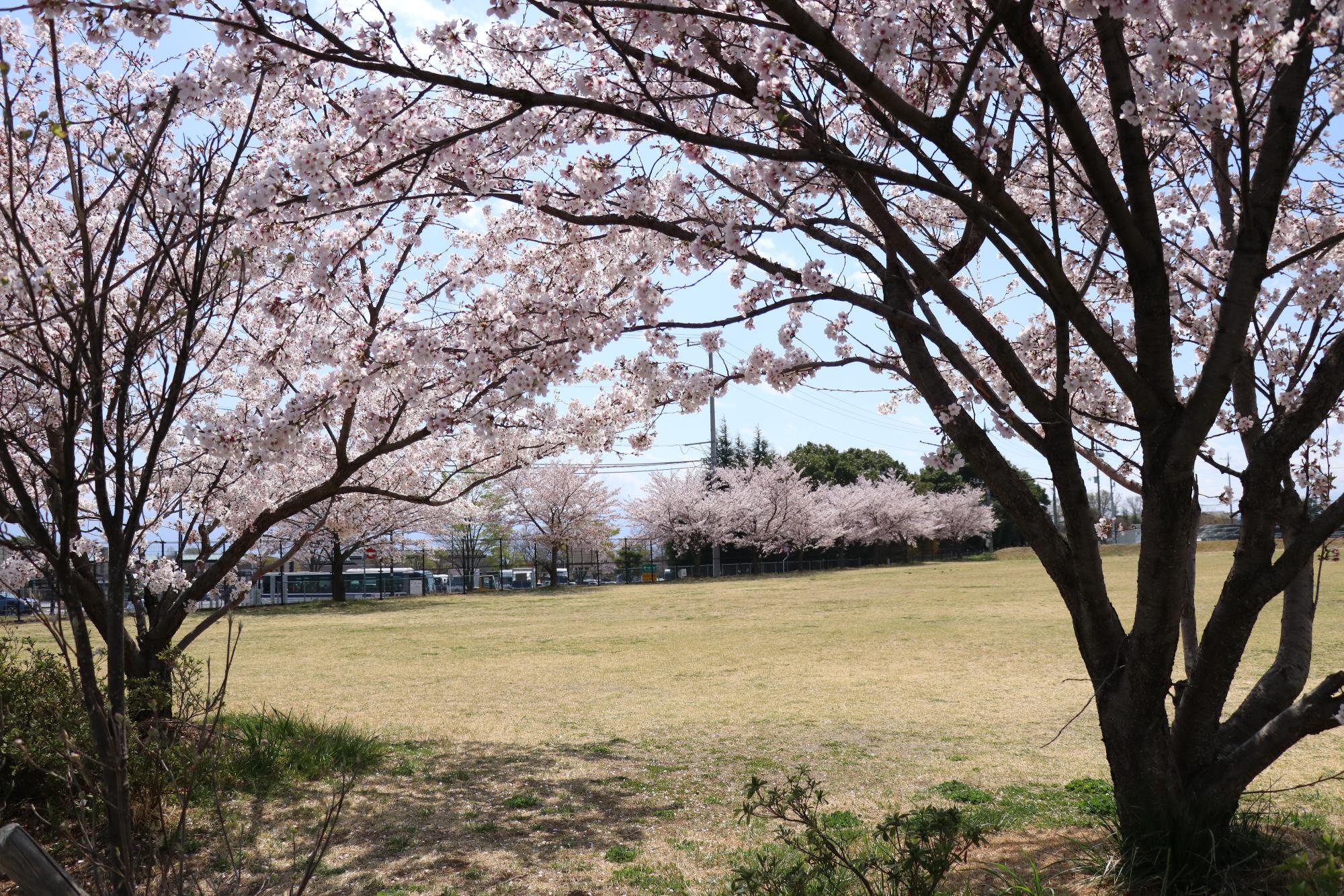 鳥が池芝生公園