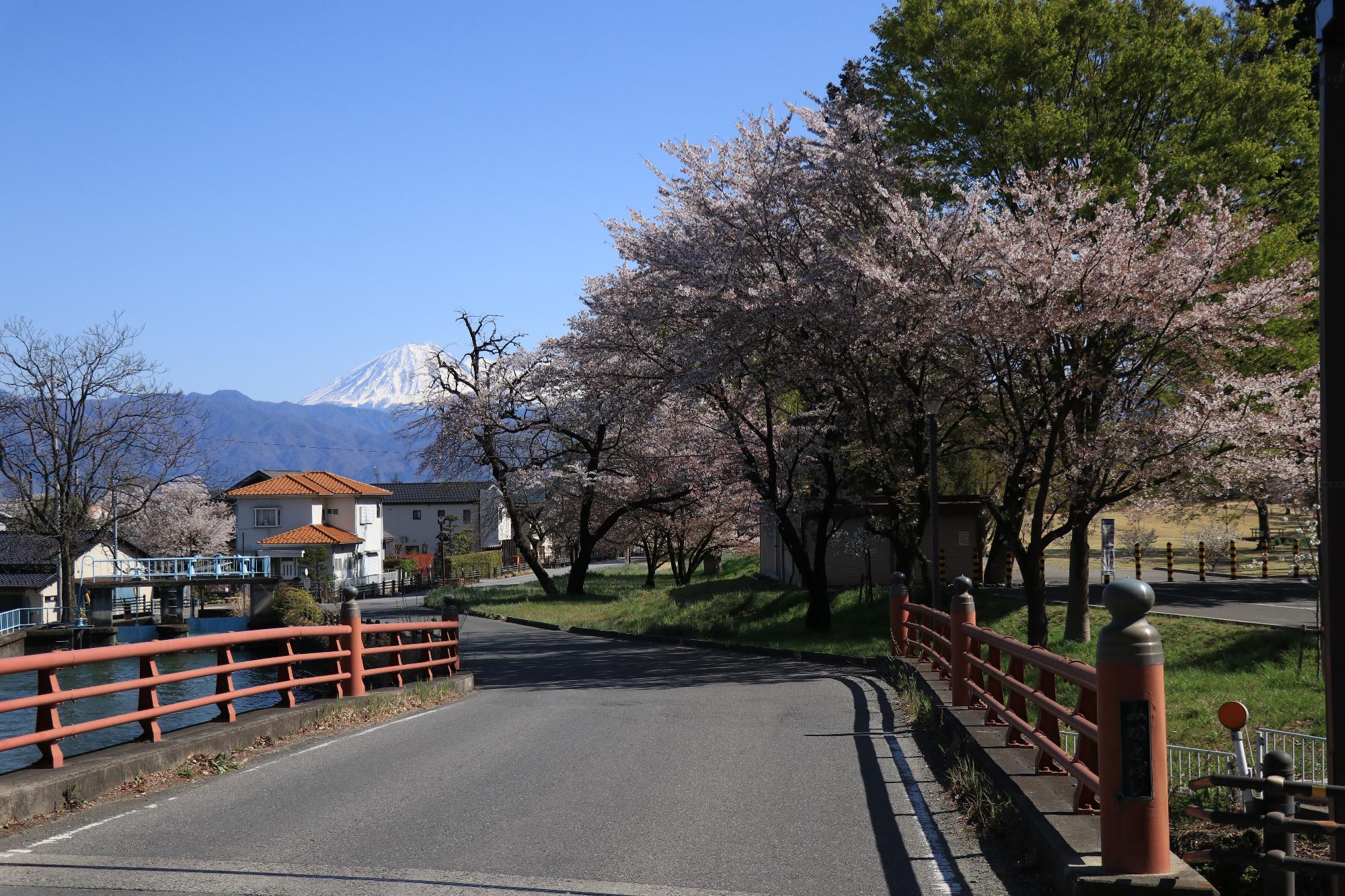 信玄堤公園（三社神社付近）の桜