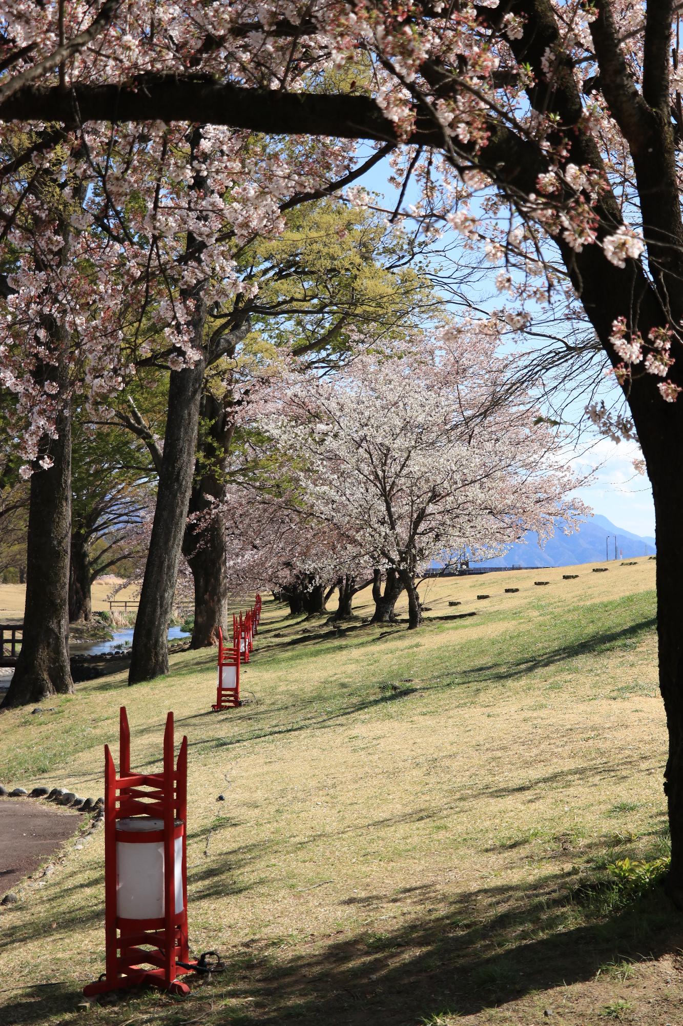 信玄堤公園（三社神社付近）の桜