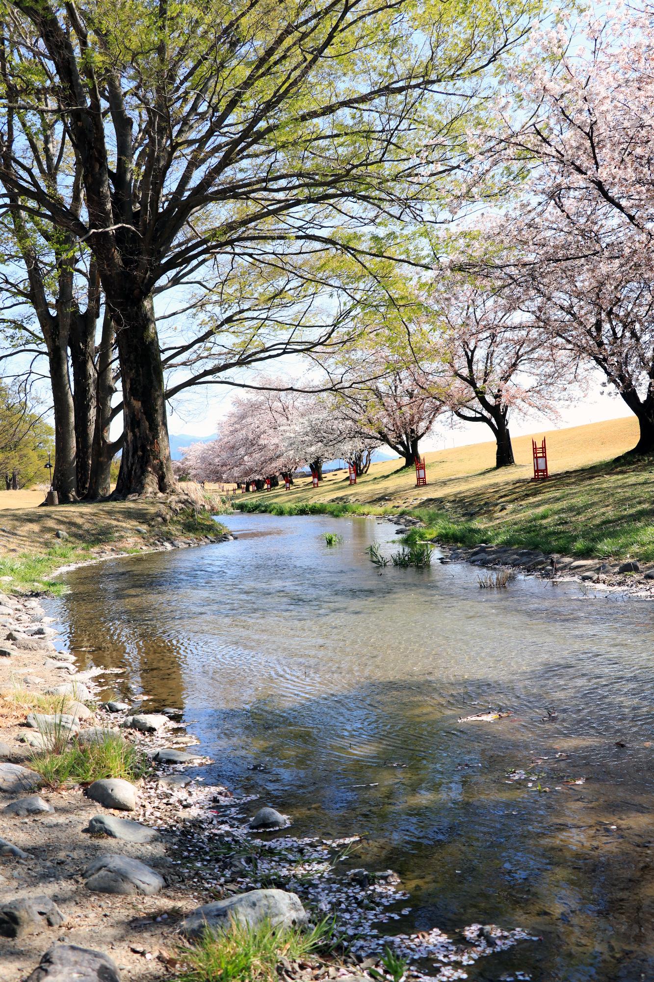 信玄堤公園（三社神社付近）の桜