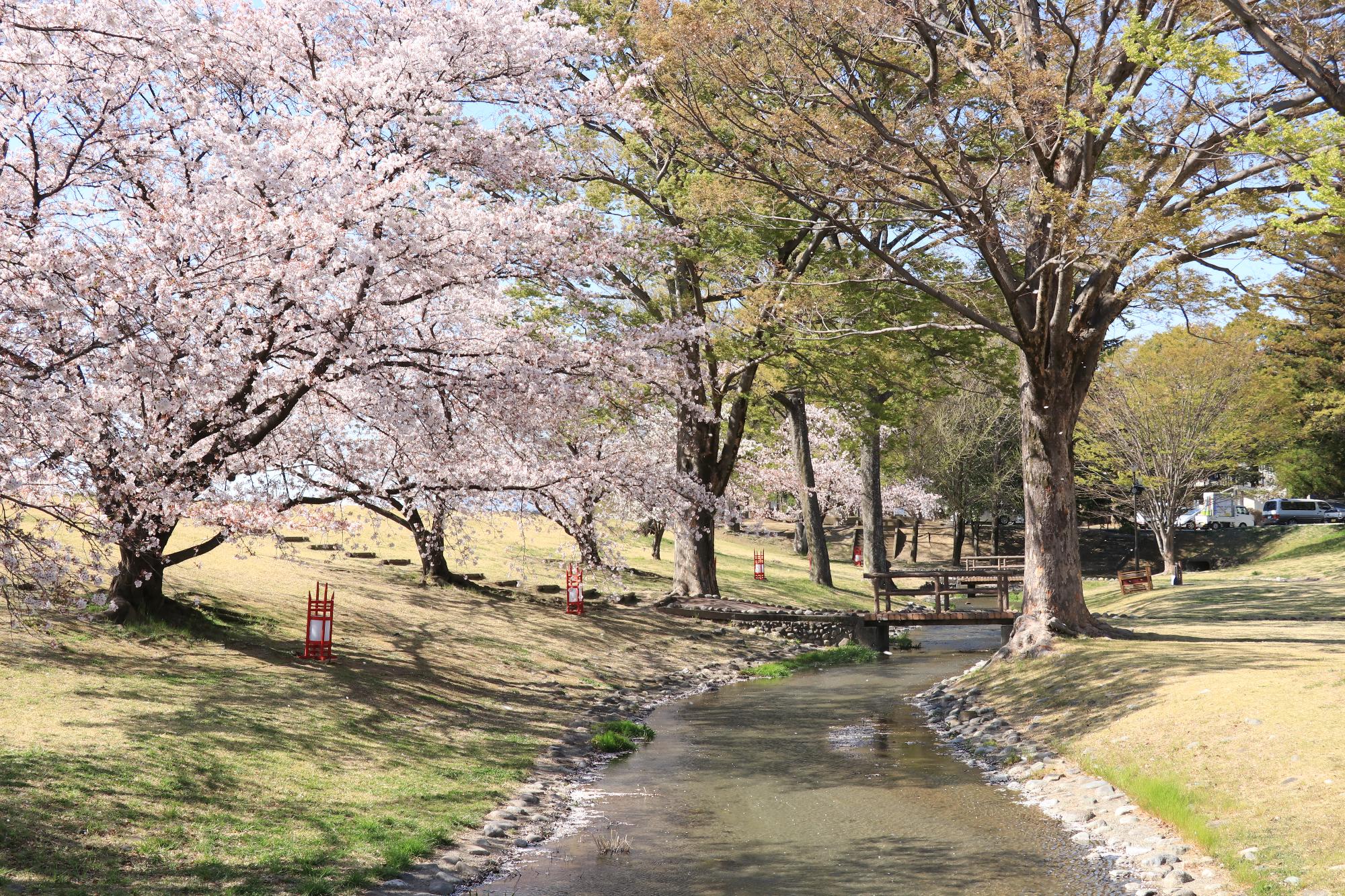 信玄堤公園（三社神社付近）の桜