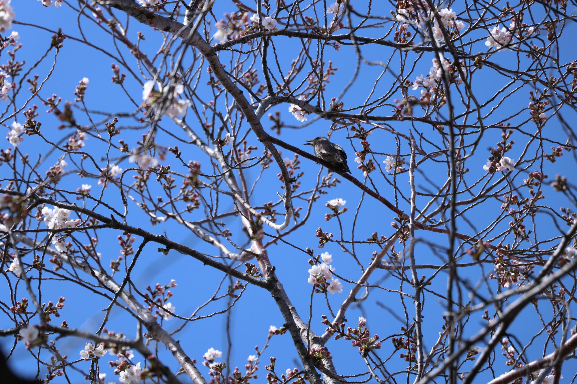 竜王南部公園