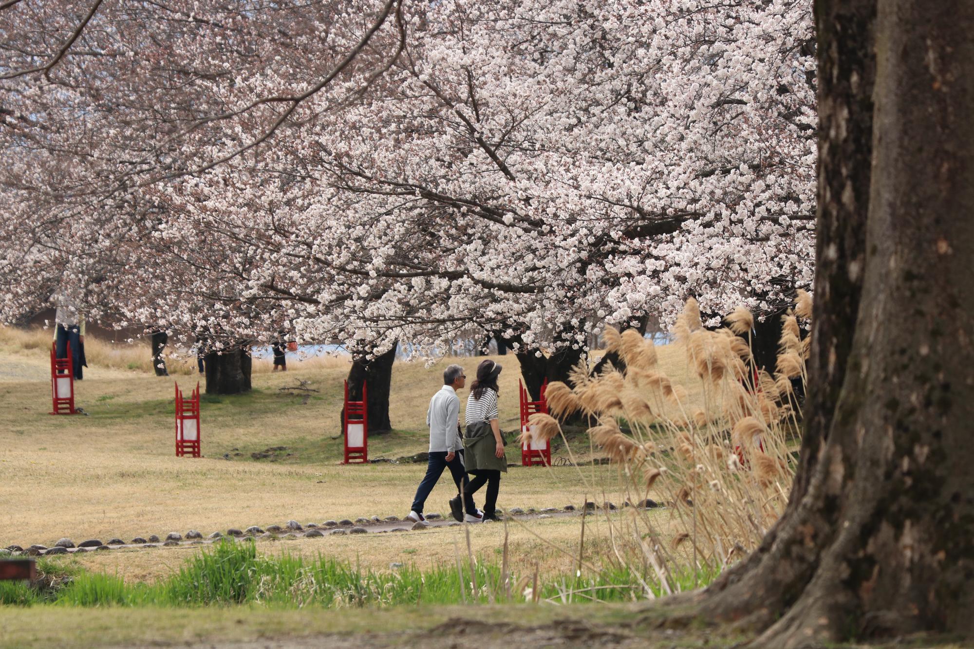 信玄堤公園三社神社付近