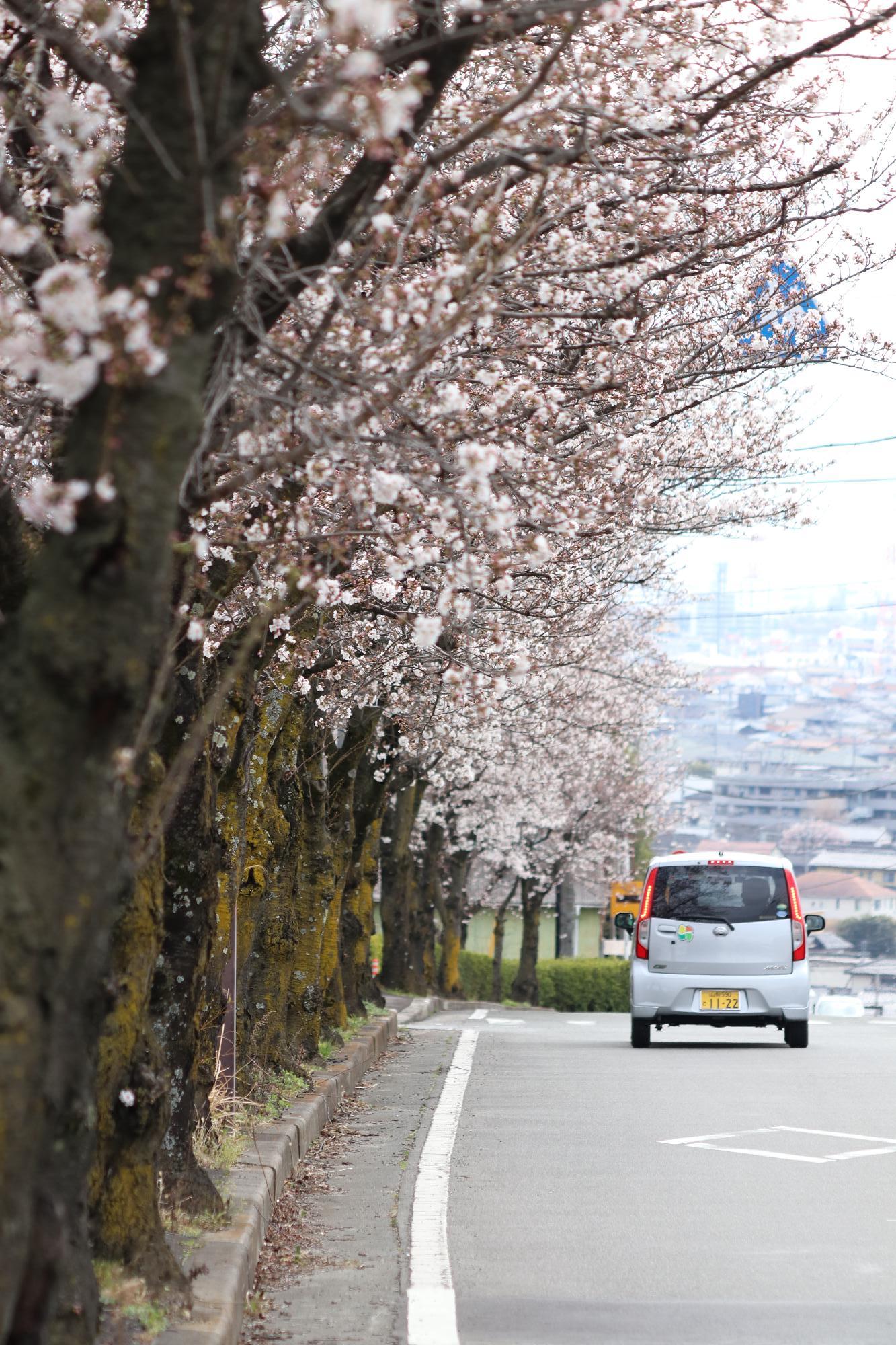 赤坂ソフトパークの桜