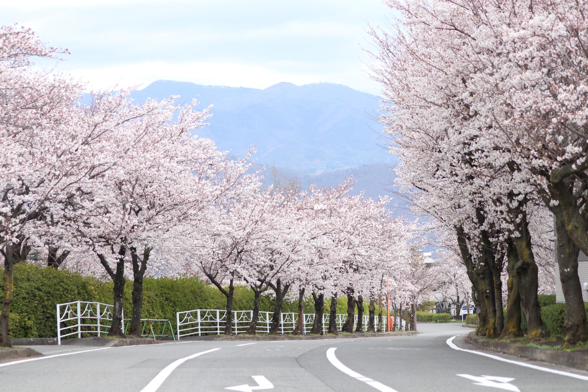 赤坂ソフトパークの桜