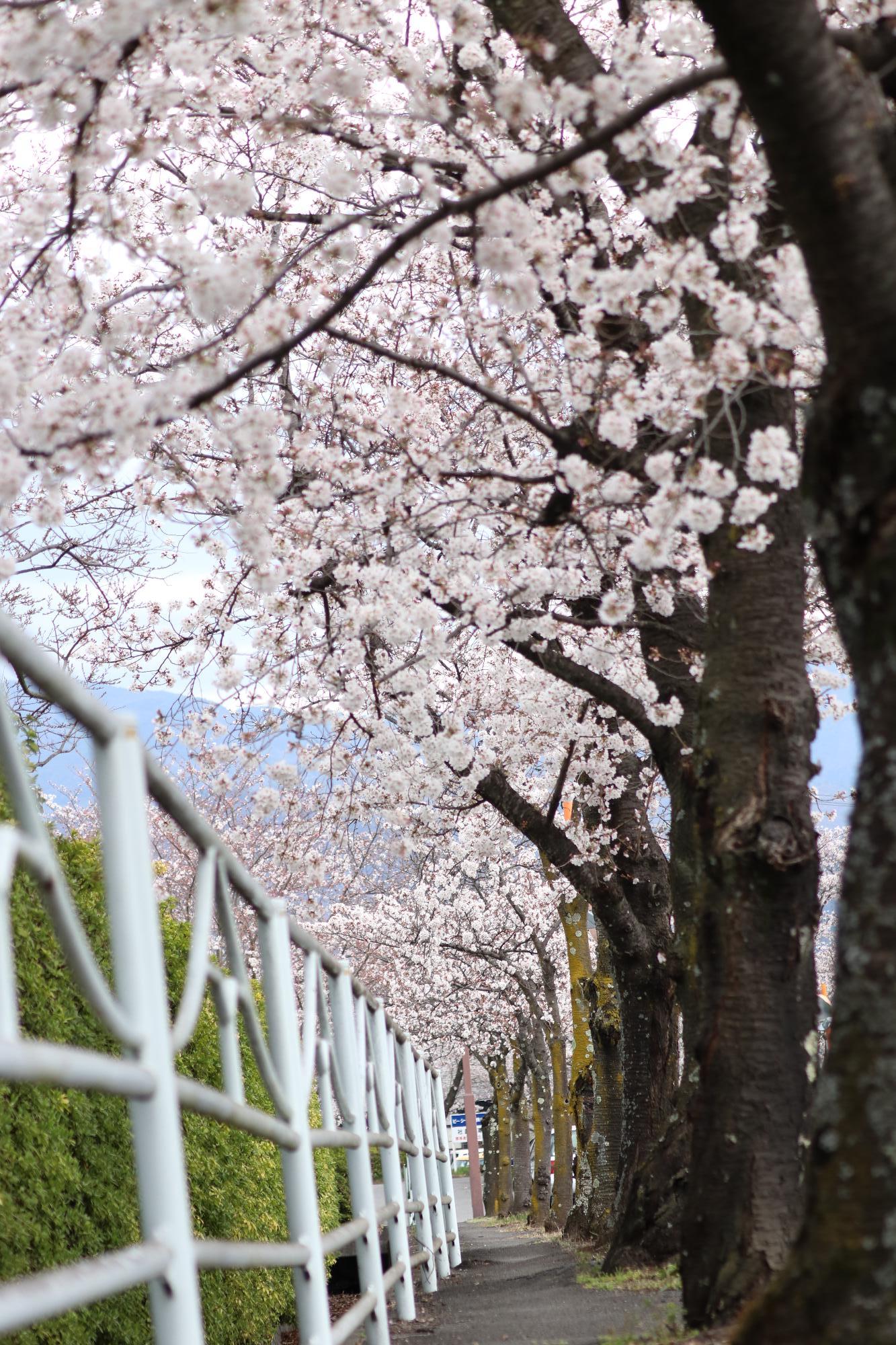 赤坂ソフトパークの桜