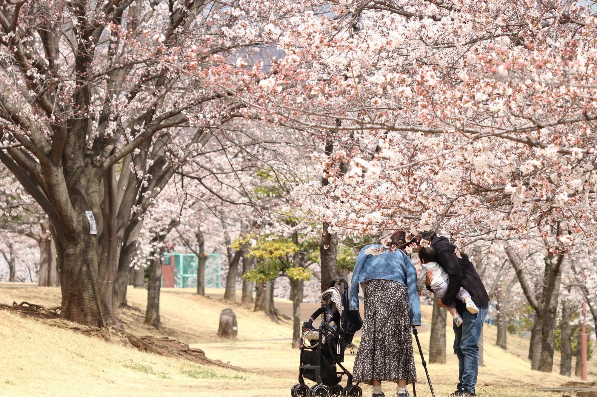 ドラゴンパークの桜