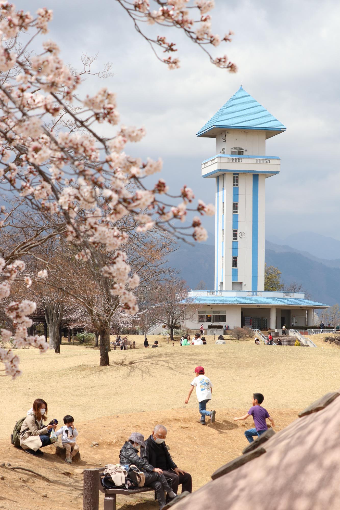 ドラゴンパークの桜