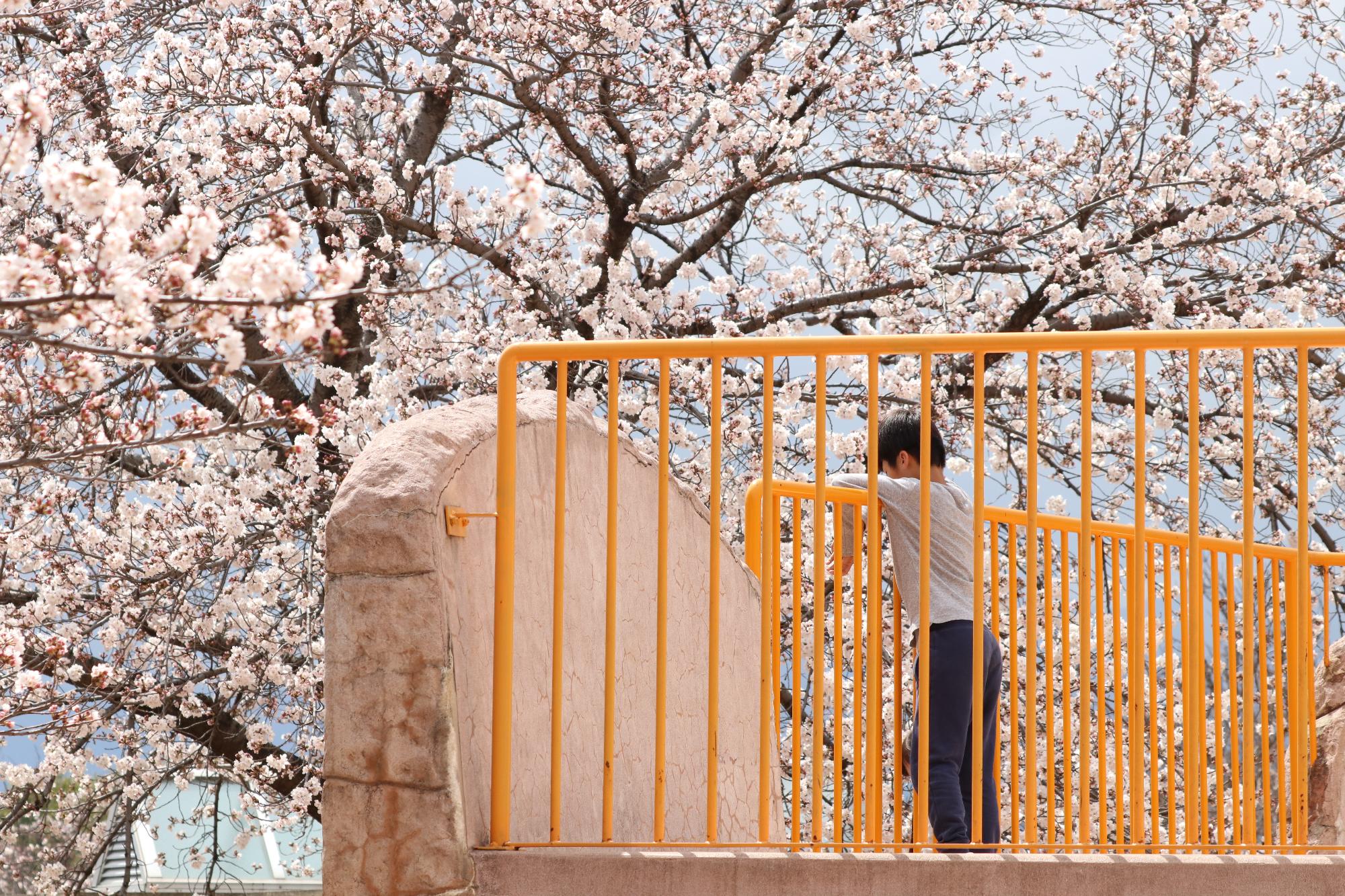 ドラゴンパークの桜