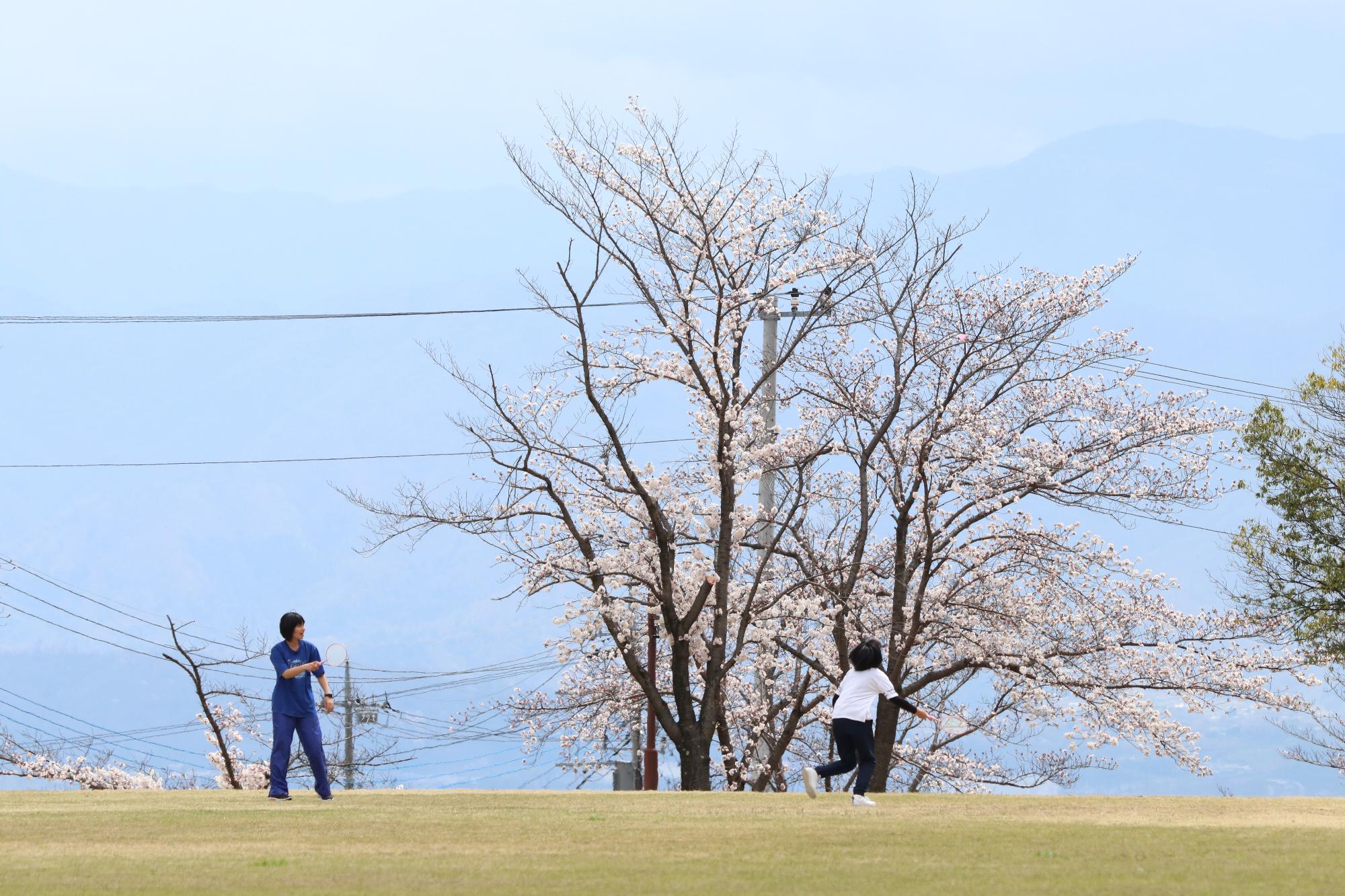 ドラゴンパークの桜