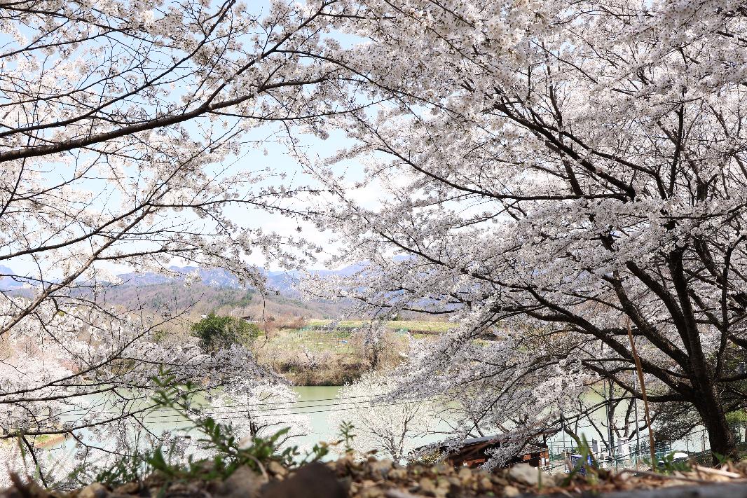 敷島総合公園の桜（令和7年4月撮影）