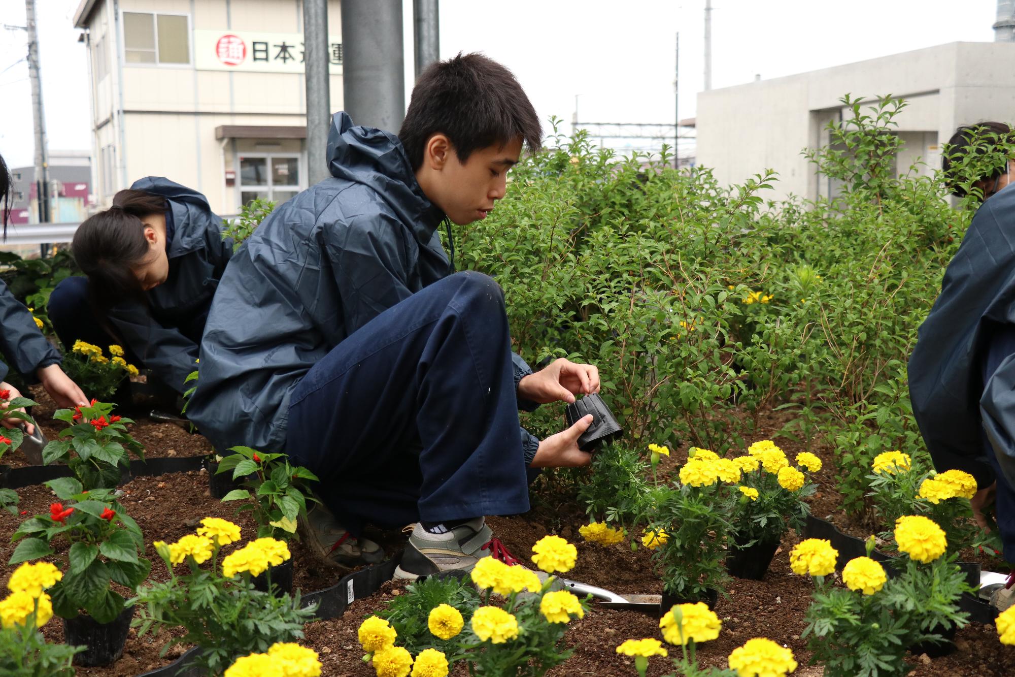 農林高校竜王駅前植花作業