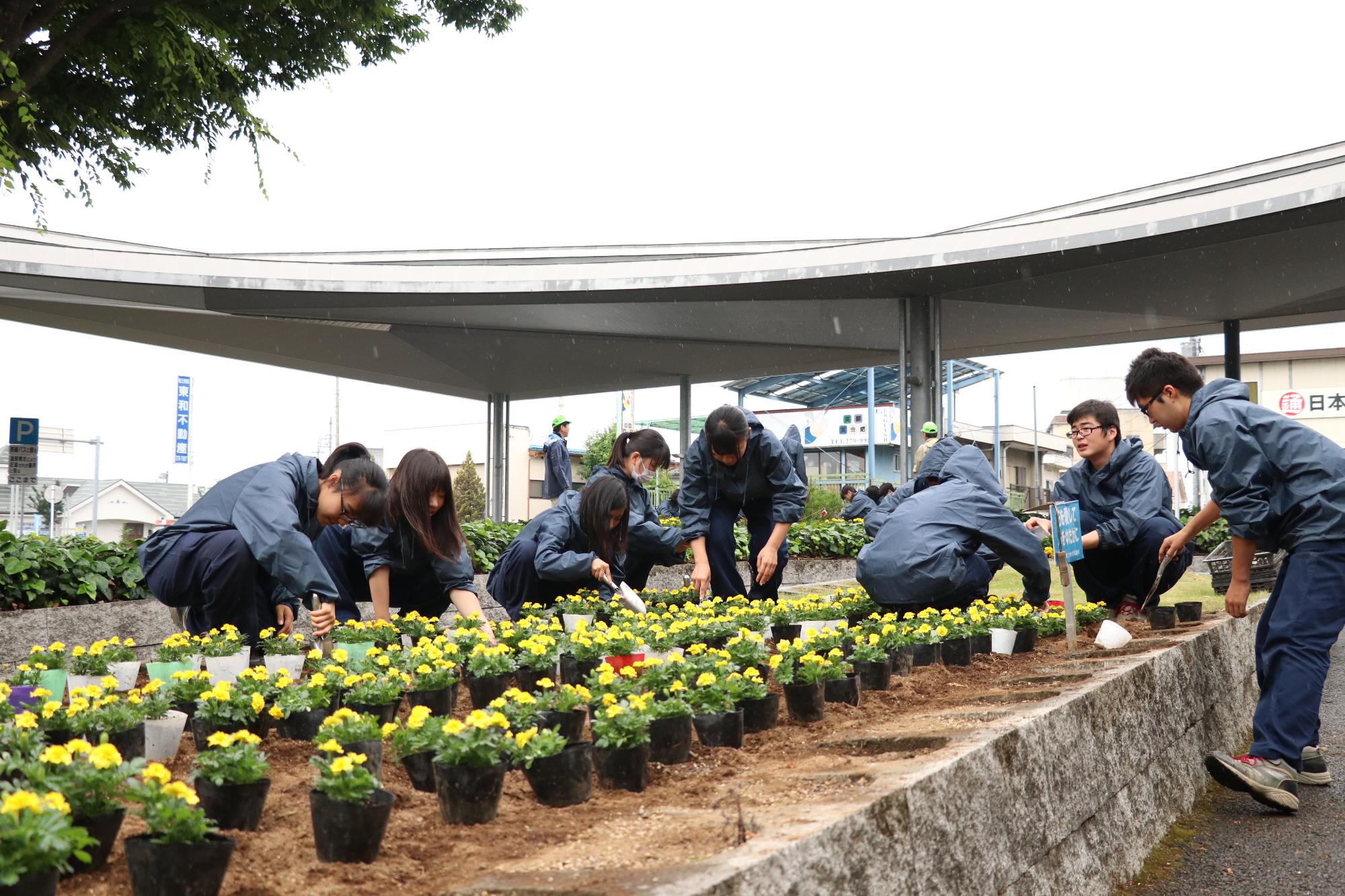 農林高校竜王駅前植花作業