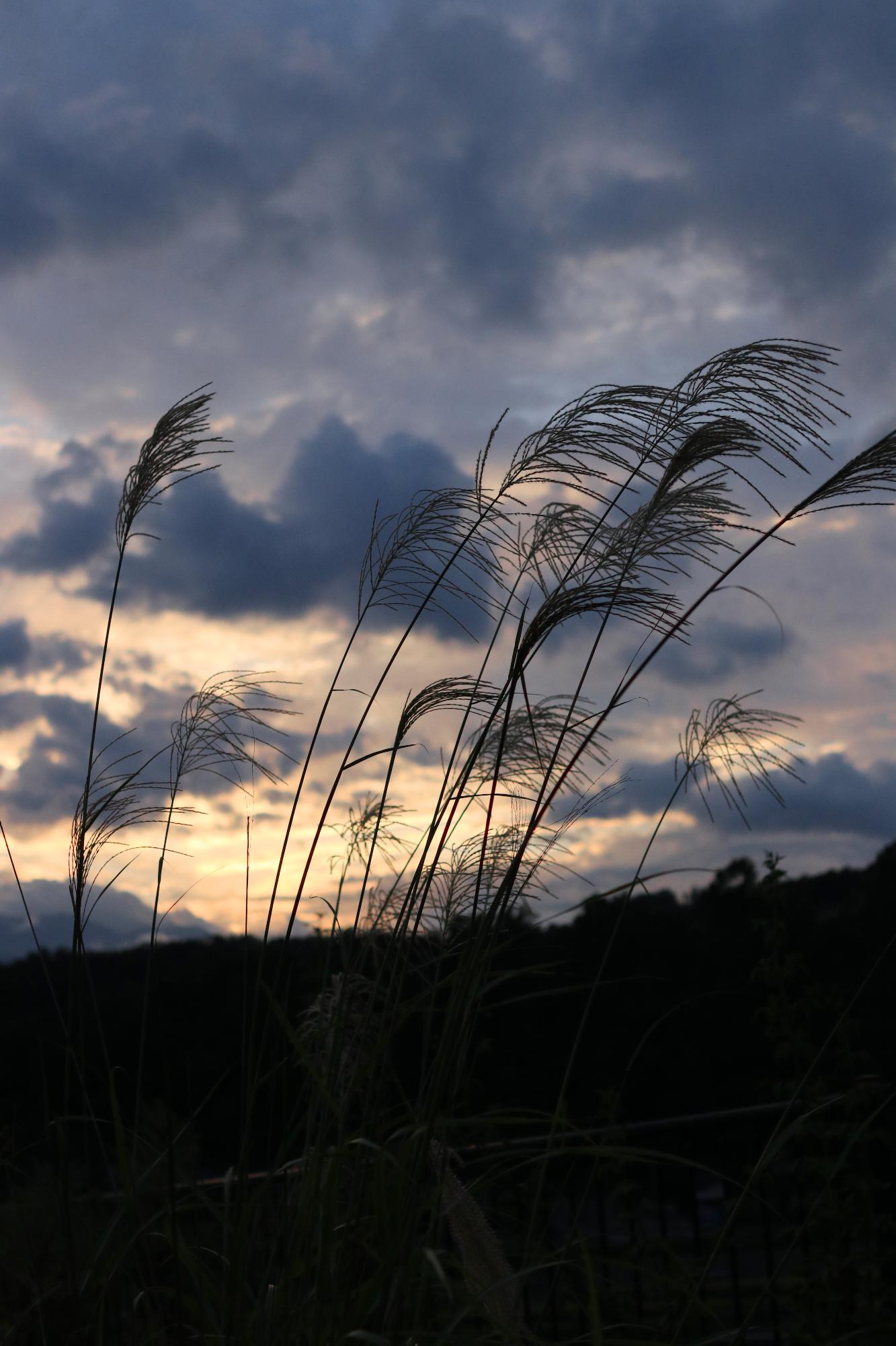 棚田秋の夕景