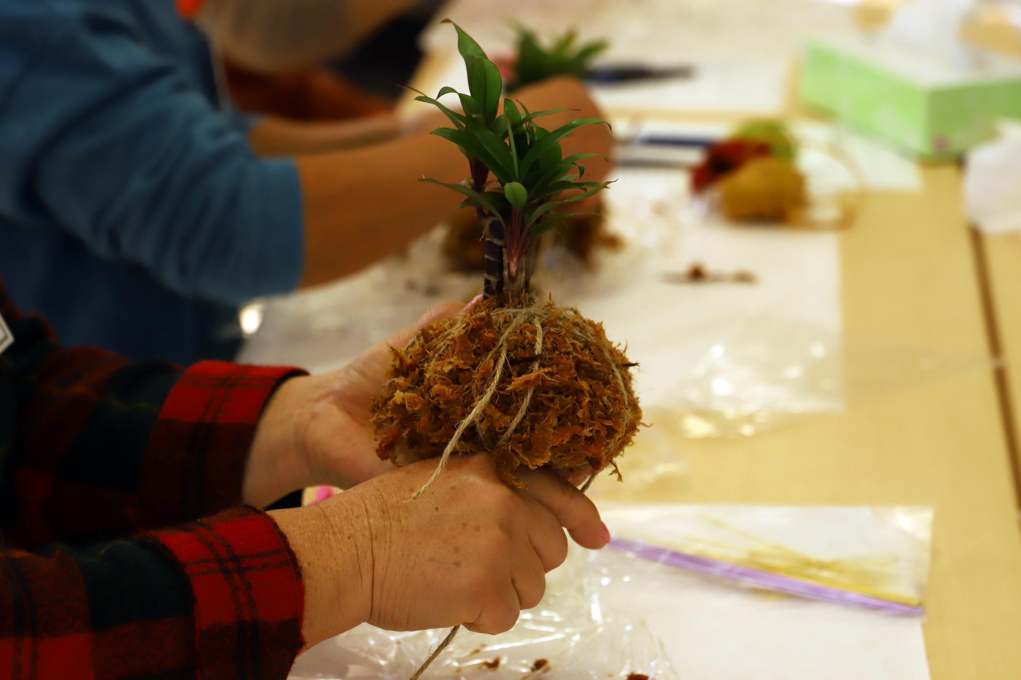 卓上に飾れる苔玉作り講座