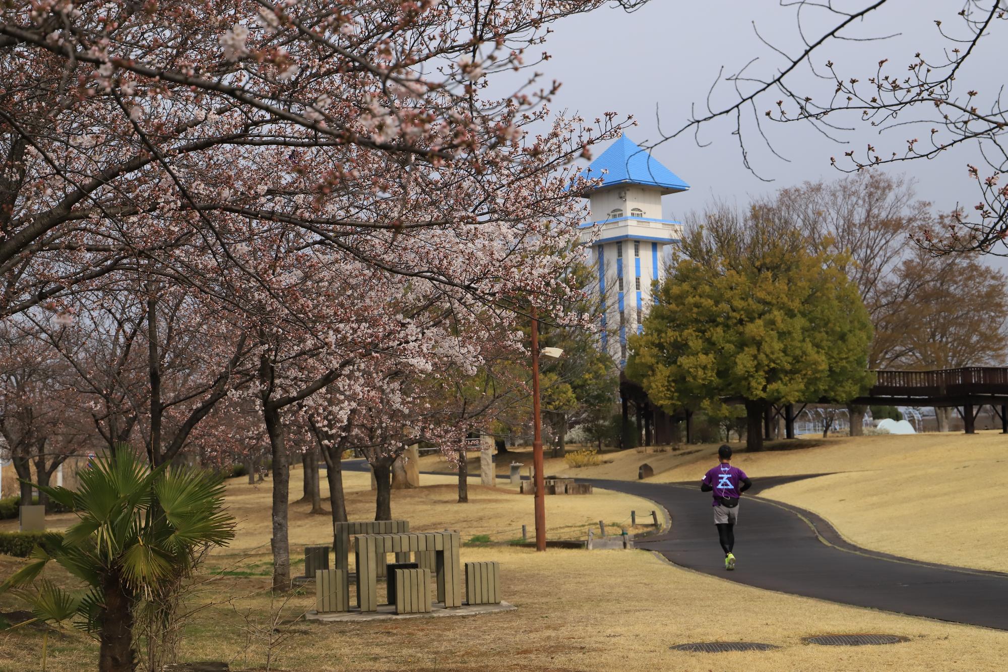 ドラゴンパークの桜は三分咲き