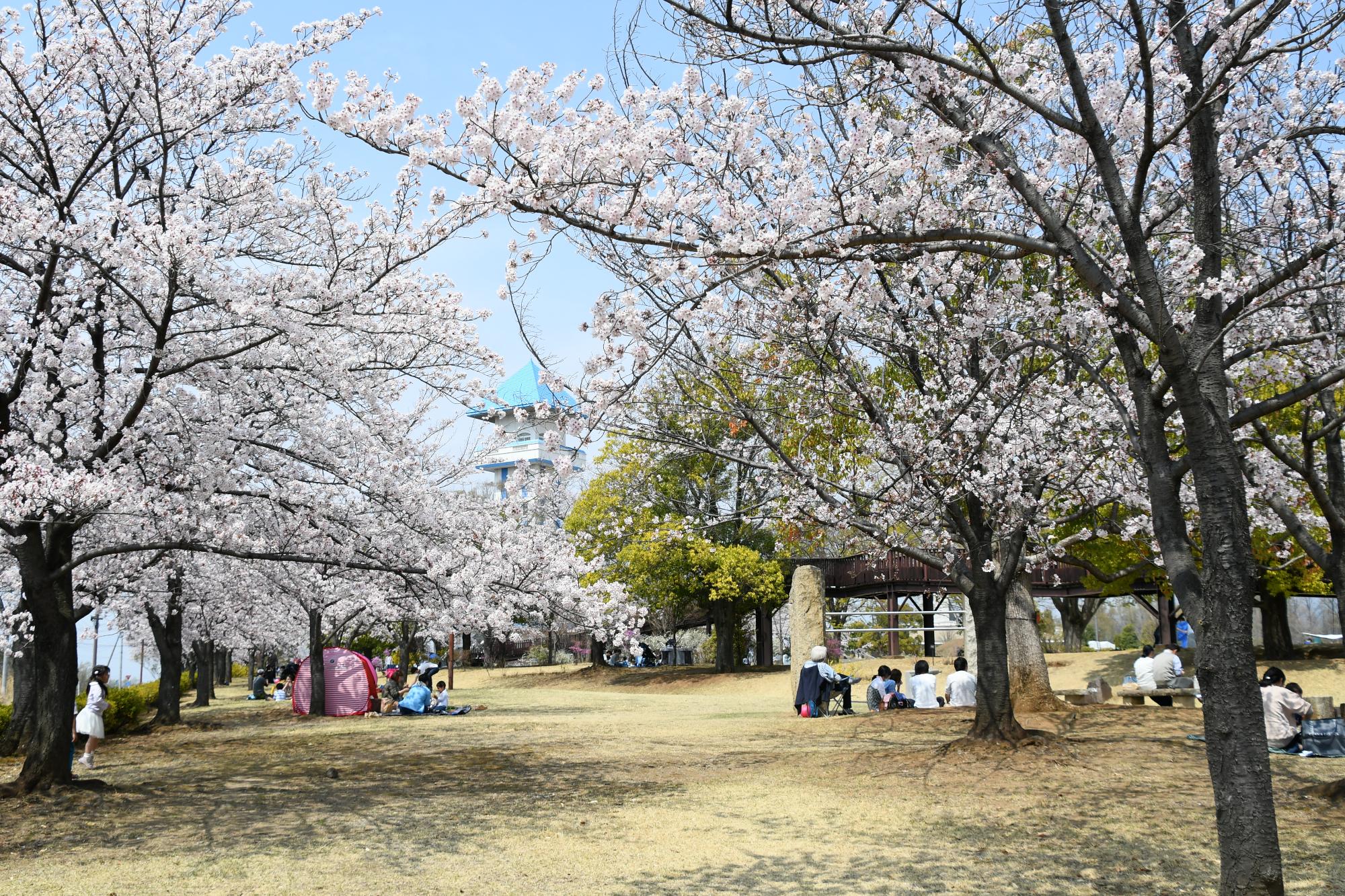 ドラゴンパークの桜