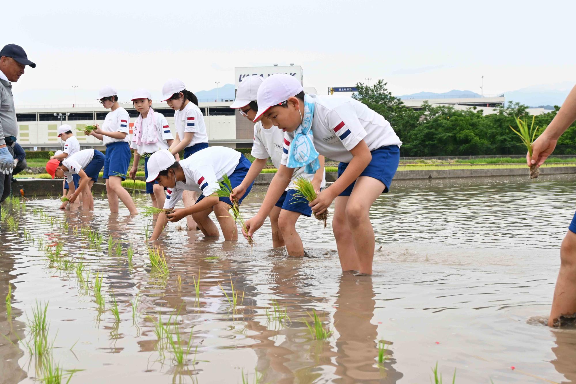 双葉西小田植え6475