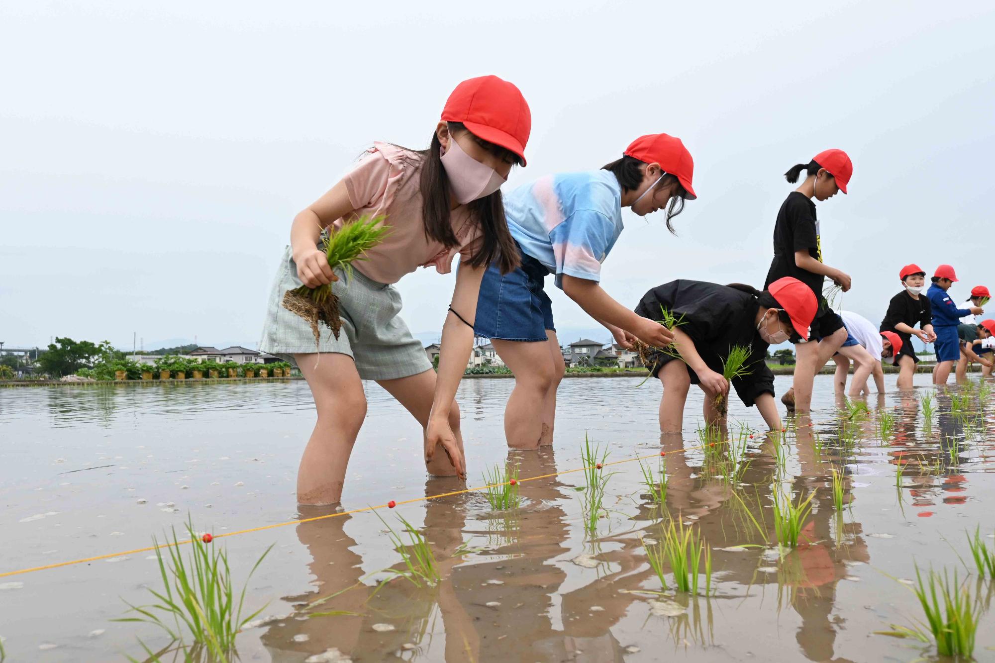 双葉西小田植え6611